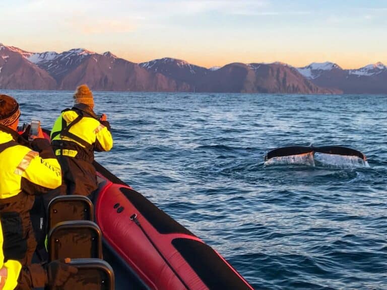Croisière d'observation vers l'île des macareux