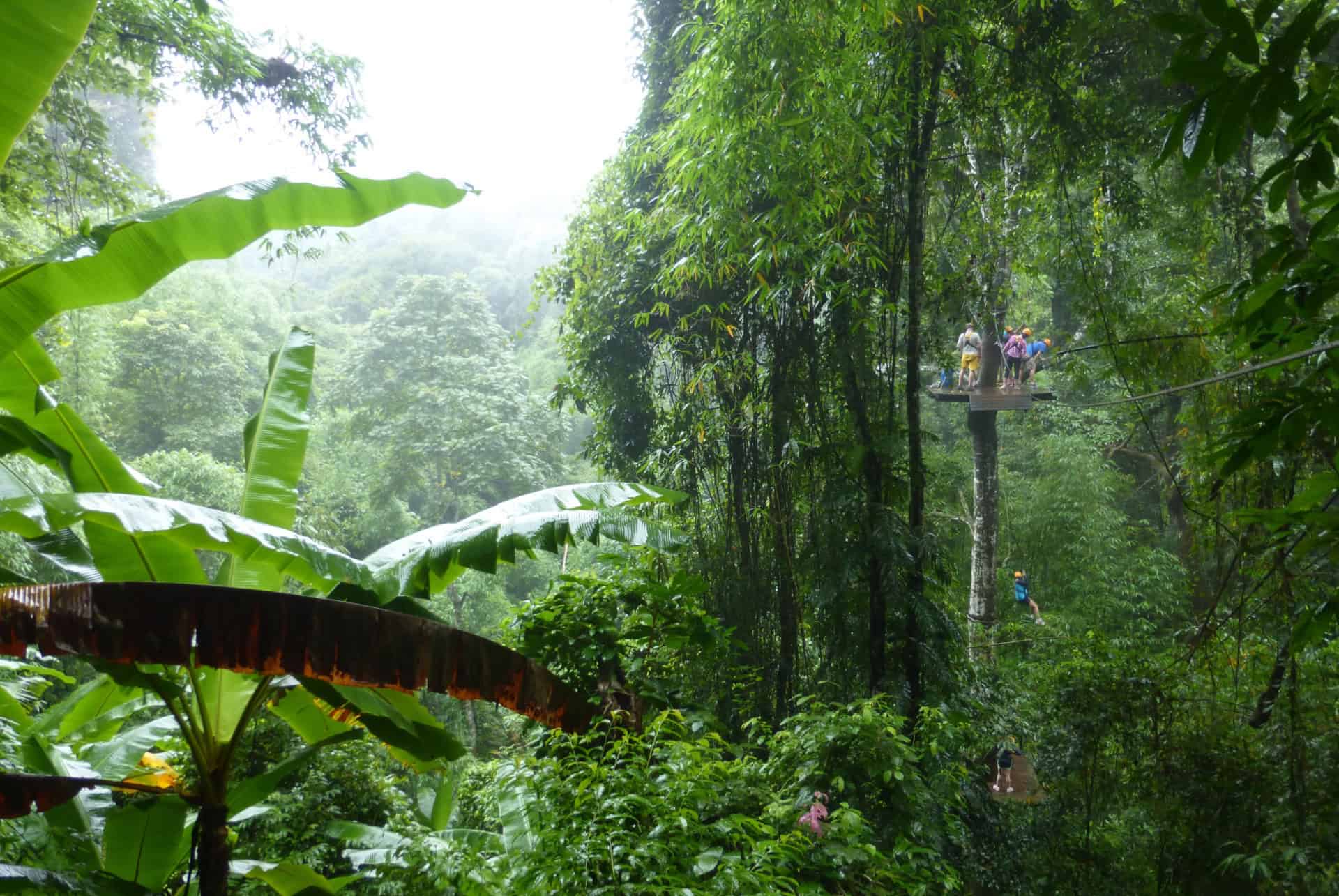 flight of the gibbon chiang mai