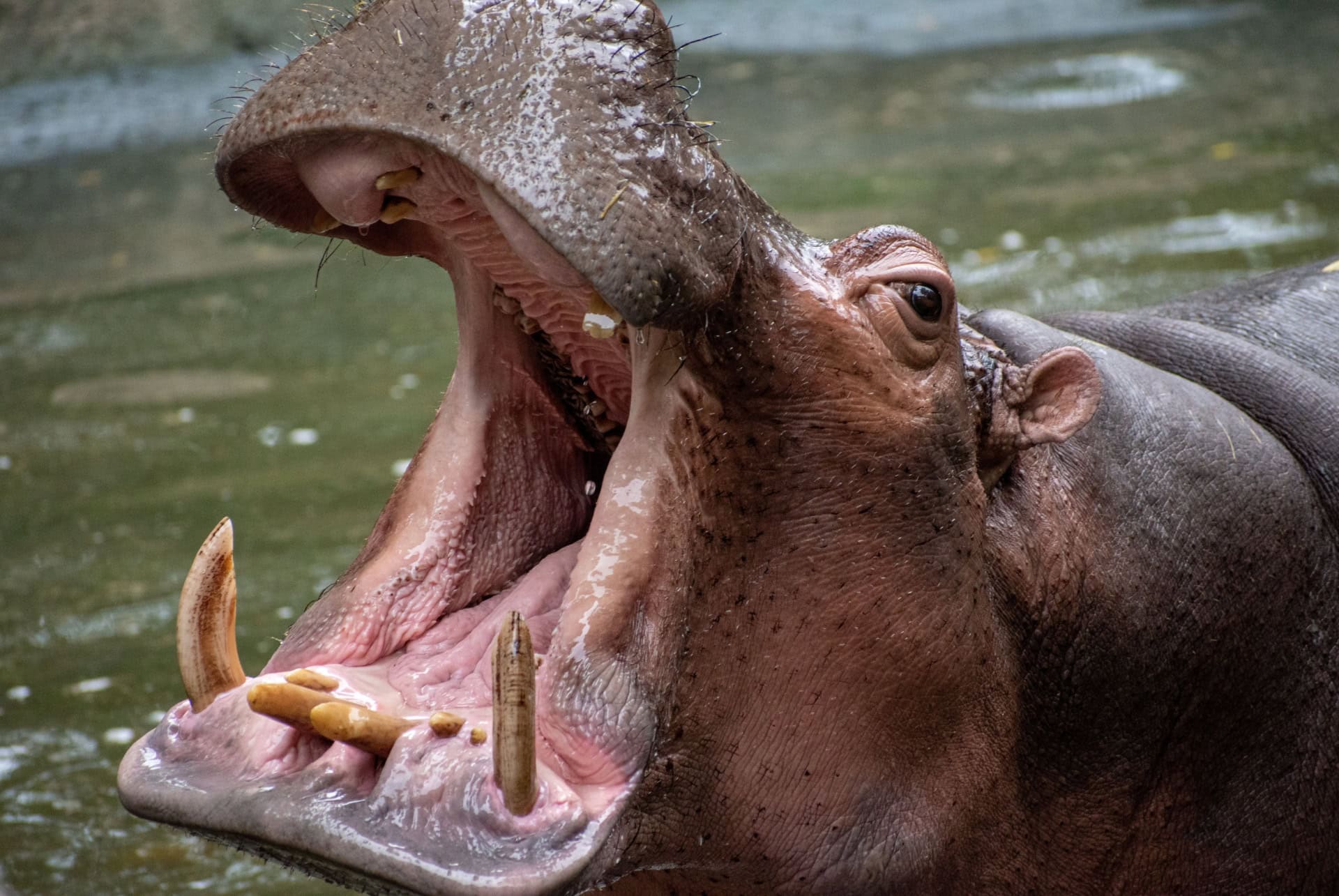 hippopotame zoo