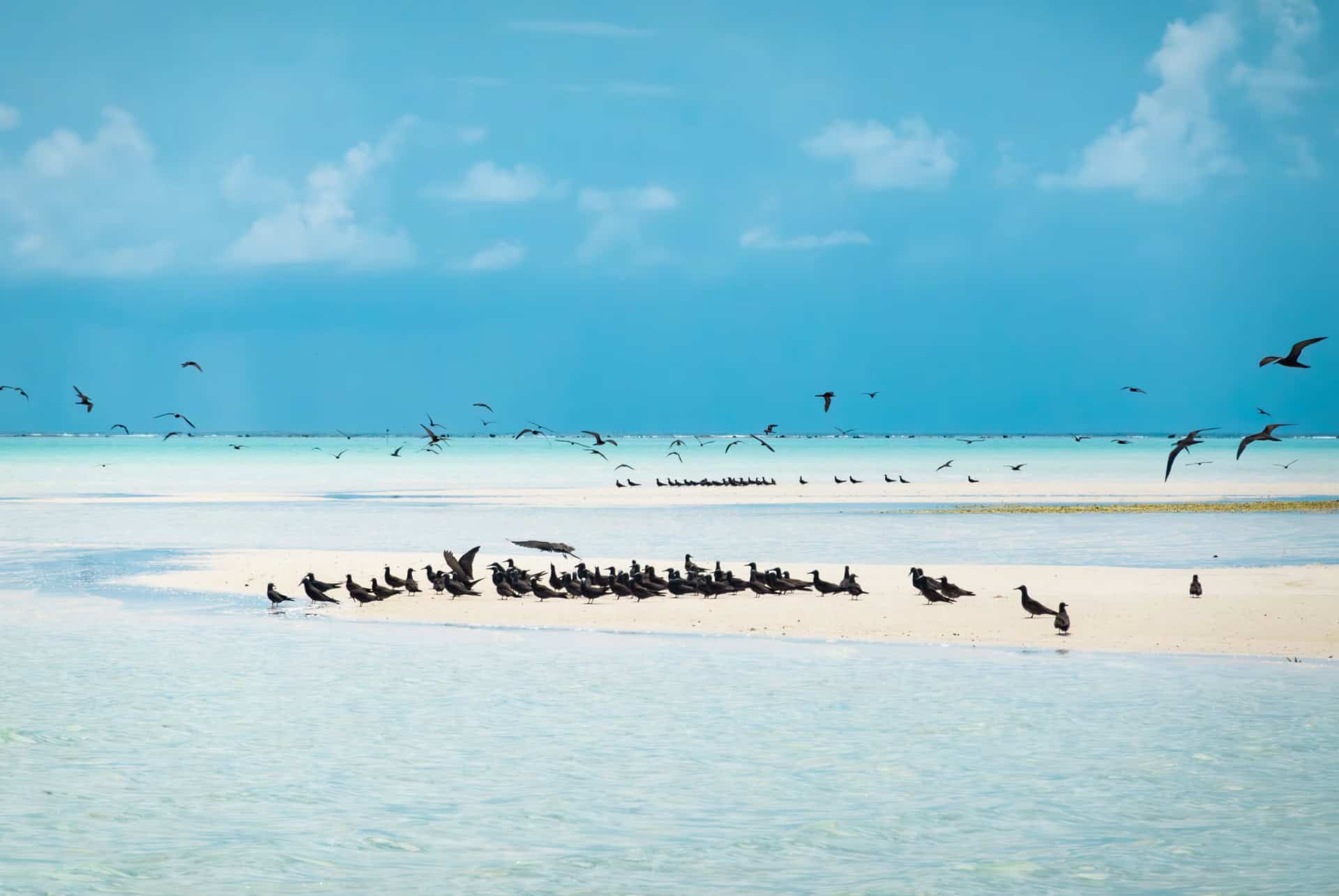 ile aux oiseaux