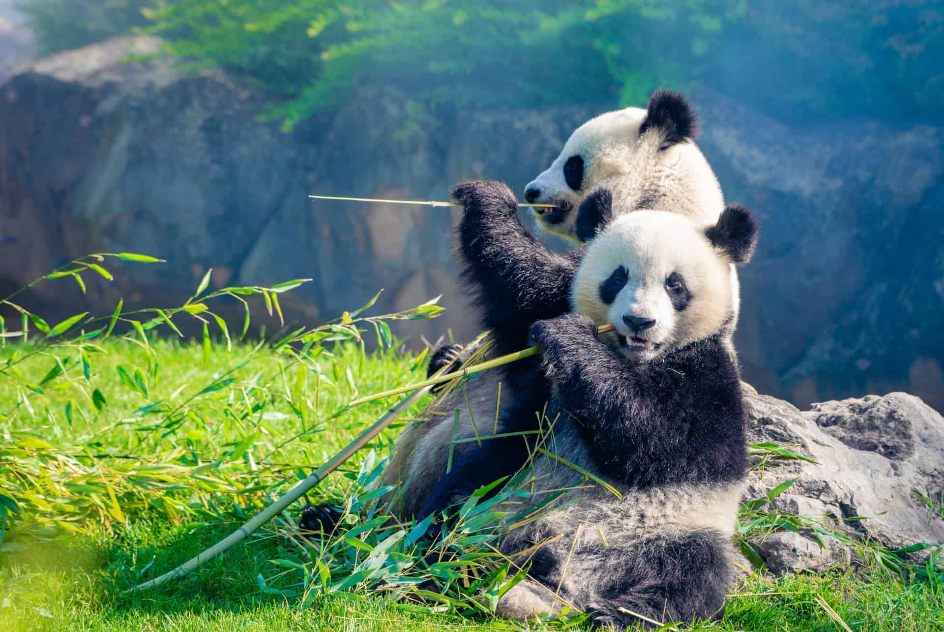 pandas dans le zoo de beauval