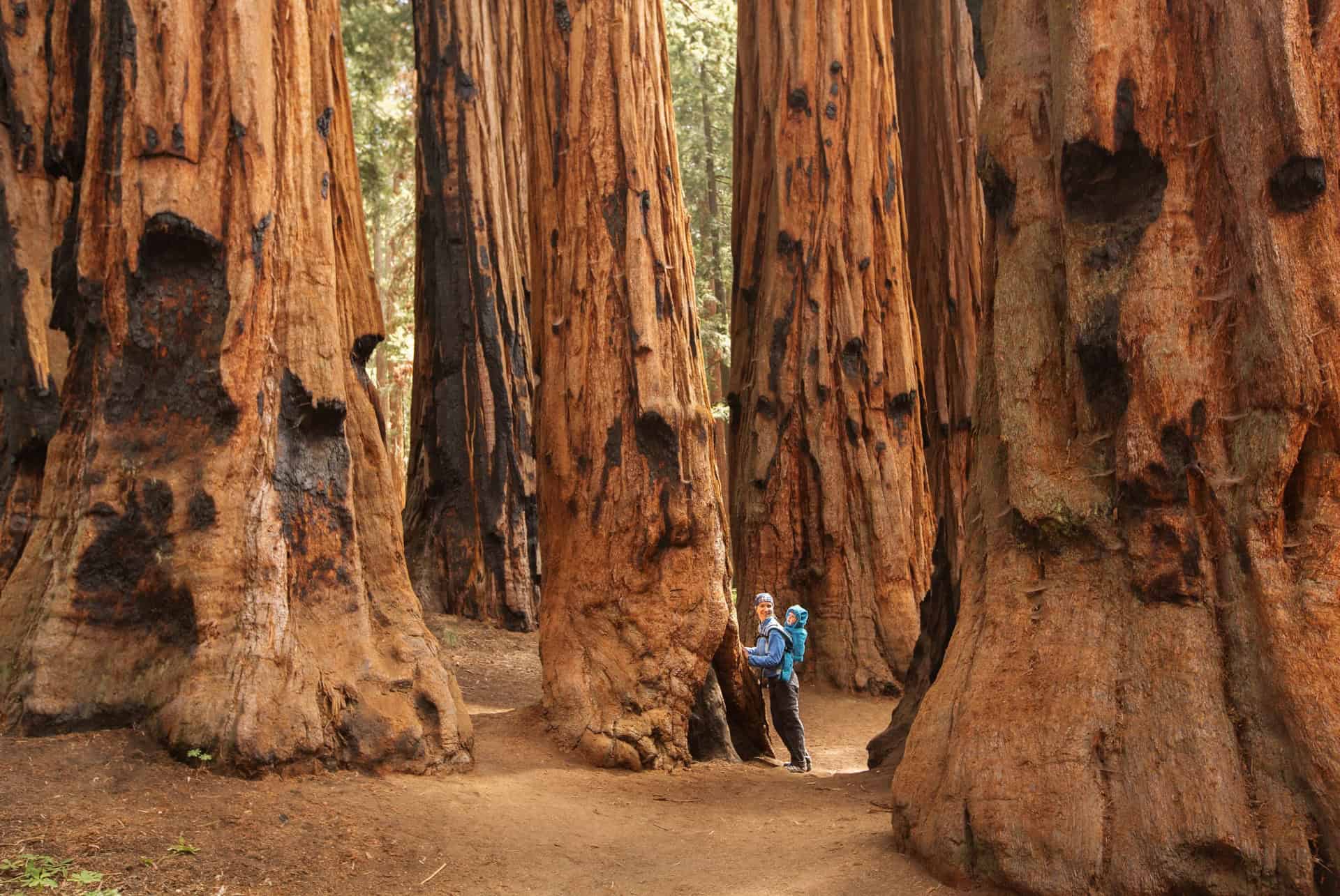 visiter sequoia park meilleure periode