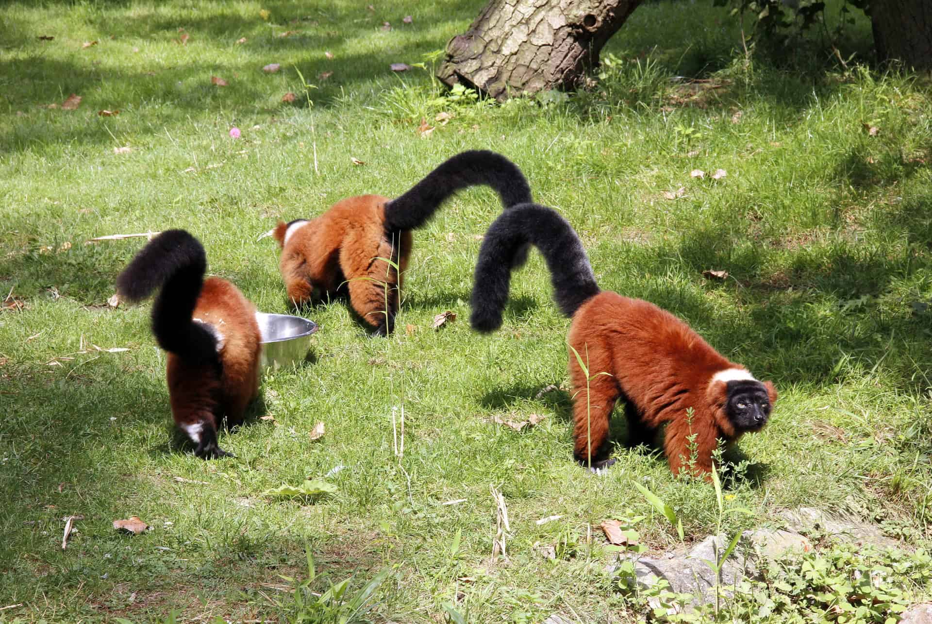 zoo de beauval france
