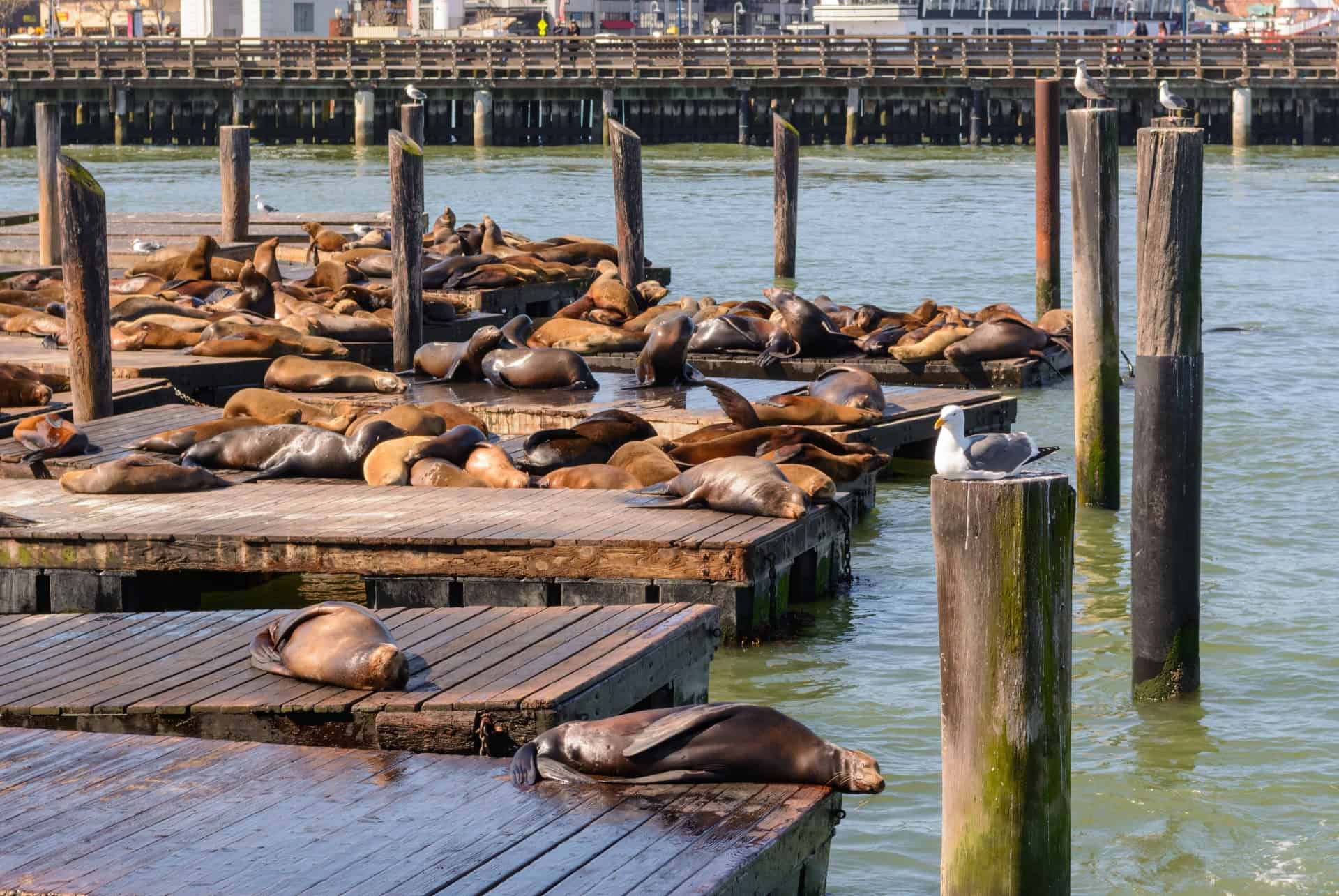 pier 39 visiter san francisco