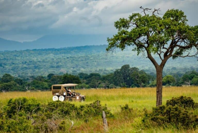 1 jour de safari dans le parc national de Mikumi