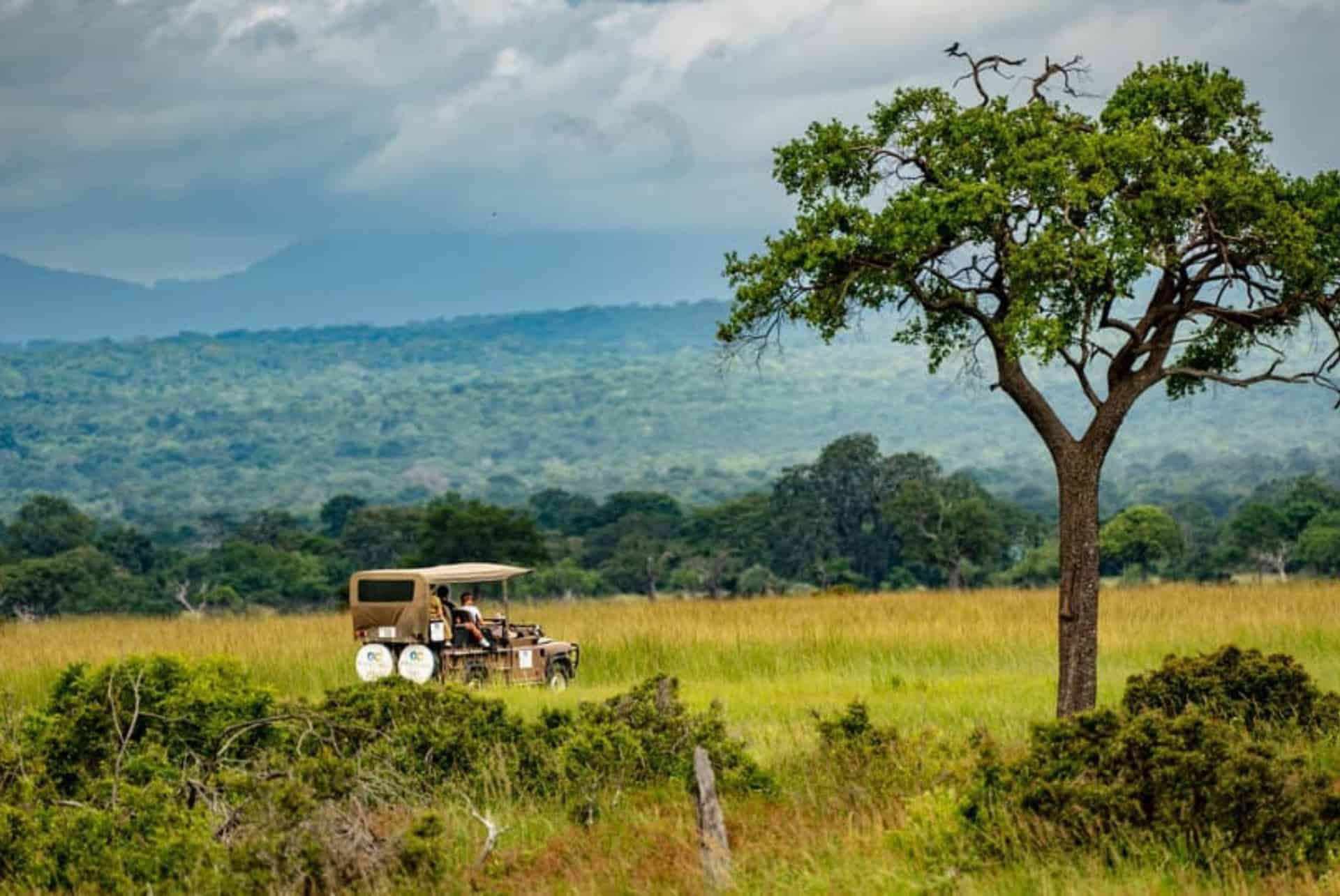 safari au parc mikumi depuis zanzibar