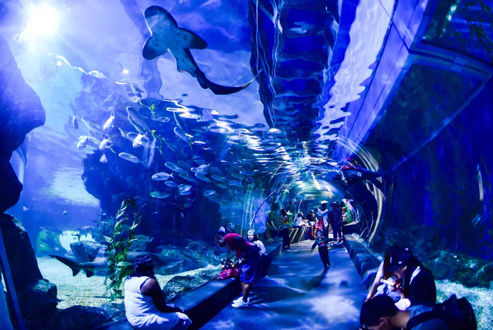 Sea Life Ocean World
