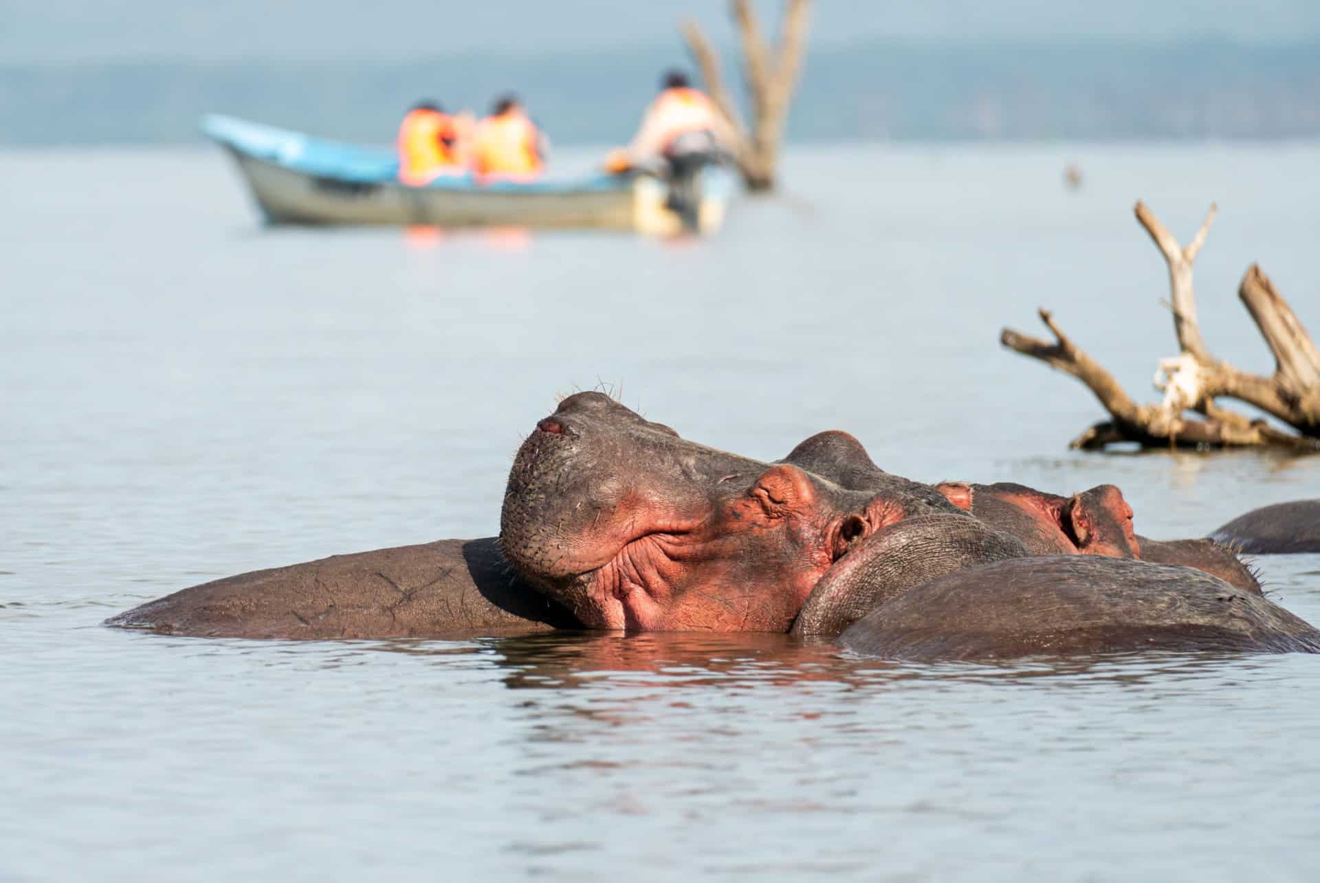 hippopotames parc naturel naivasha