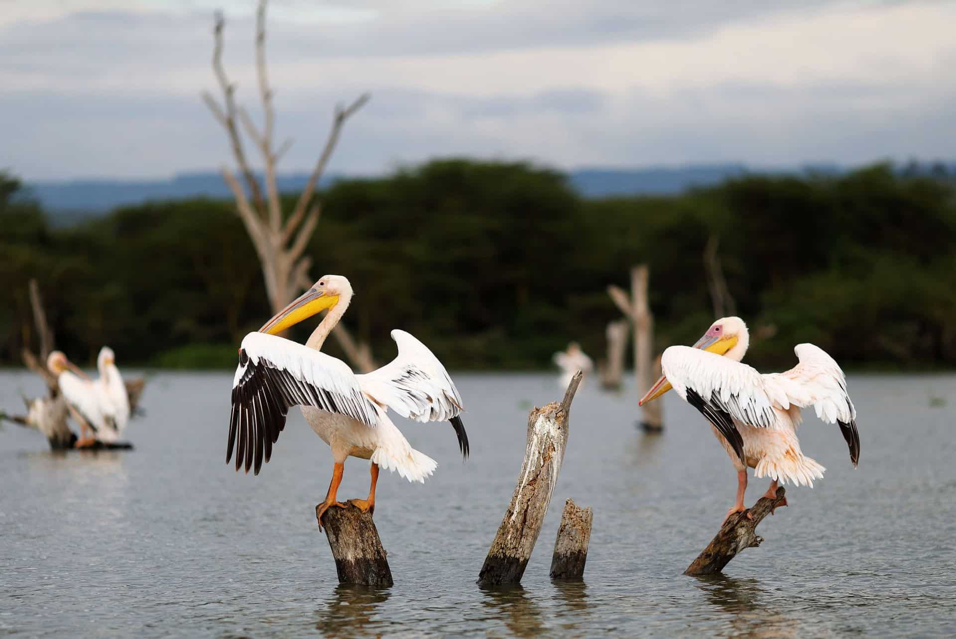 pelicans reserve naturelle naivasha