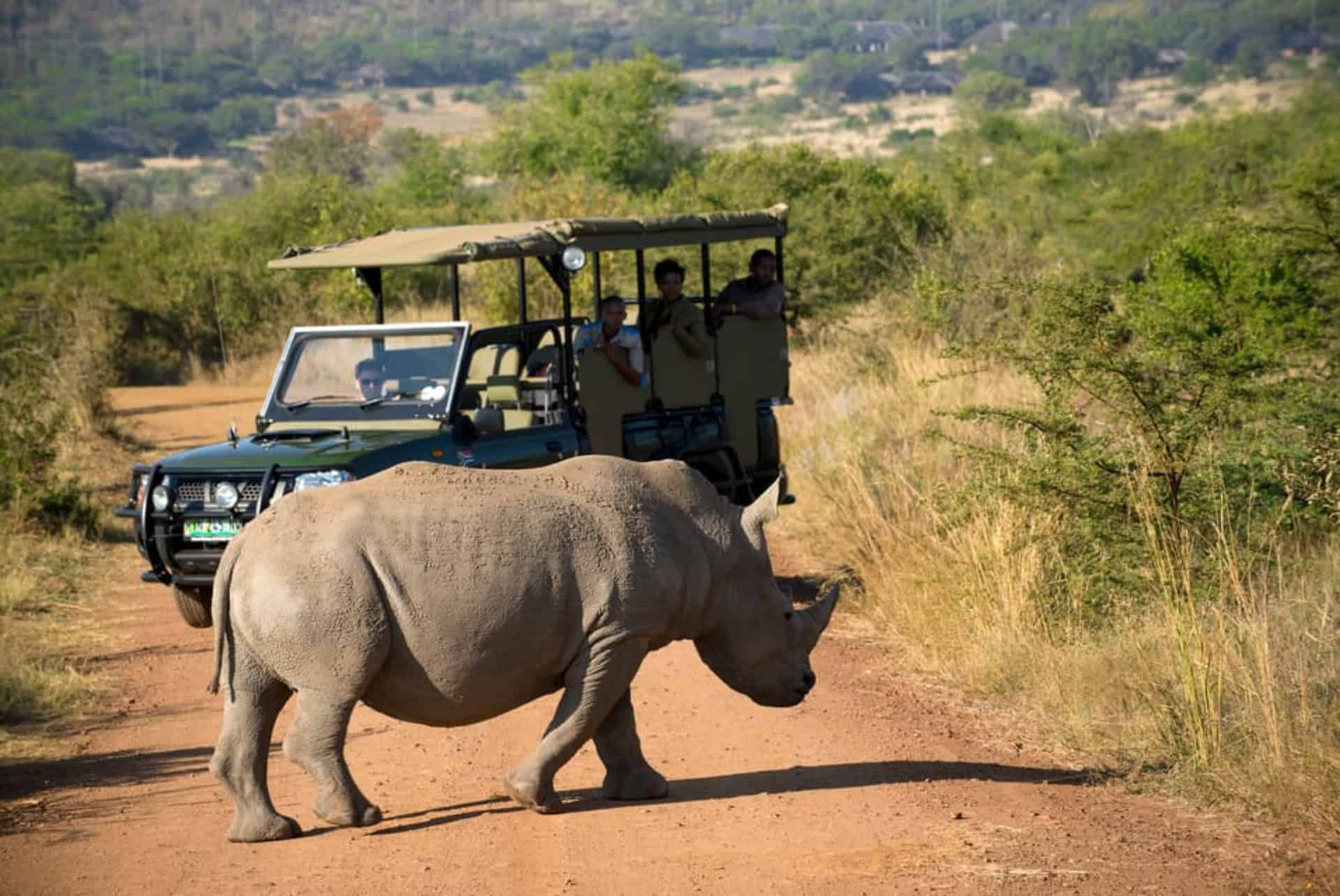 rencontre avec un rhinoceros au parc de pilanesberg