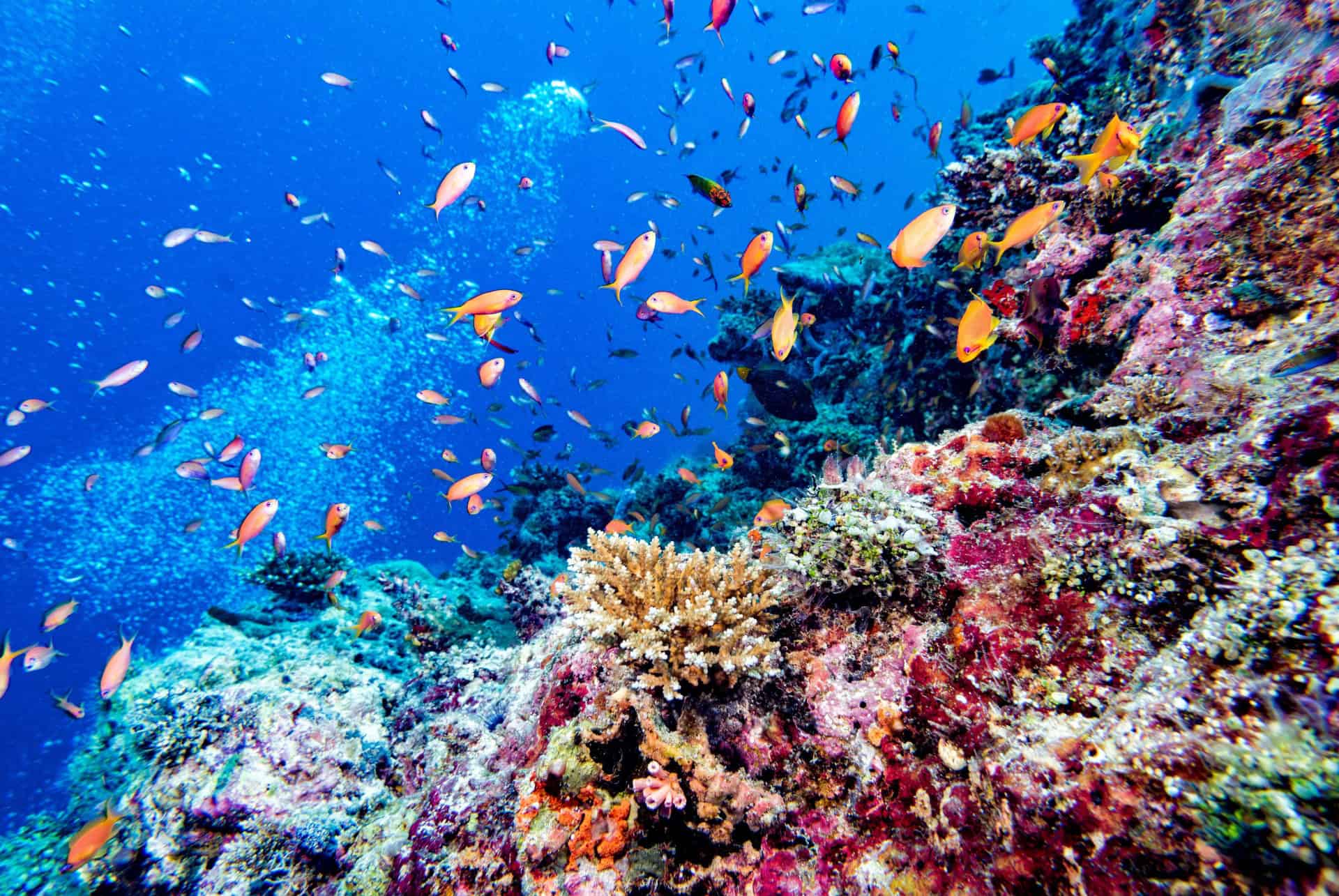 maldives reserve sous marine