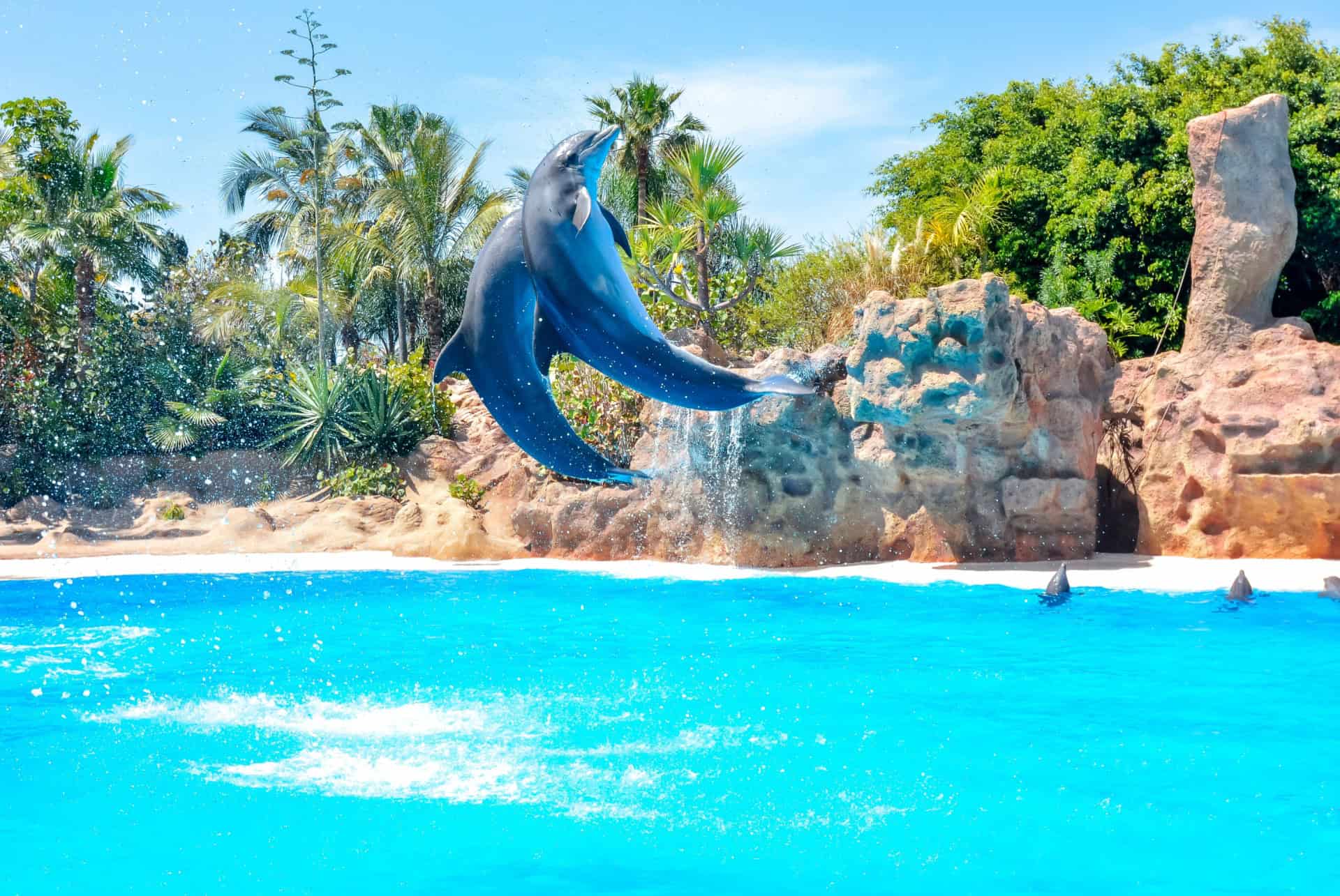 spectacle de dauphins au loro parc