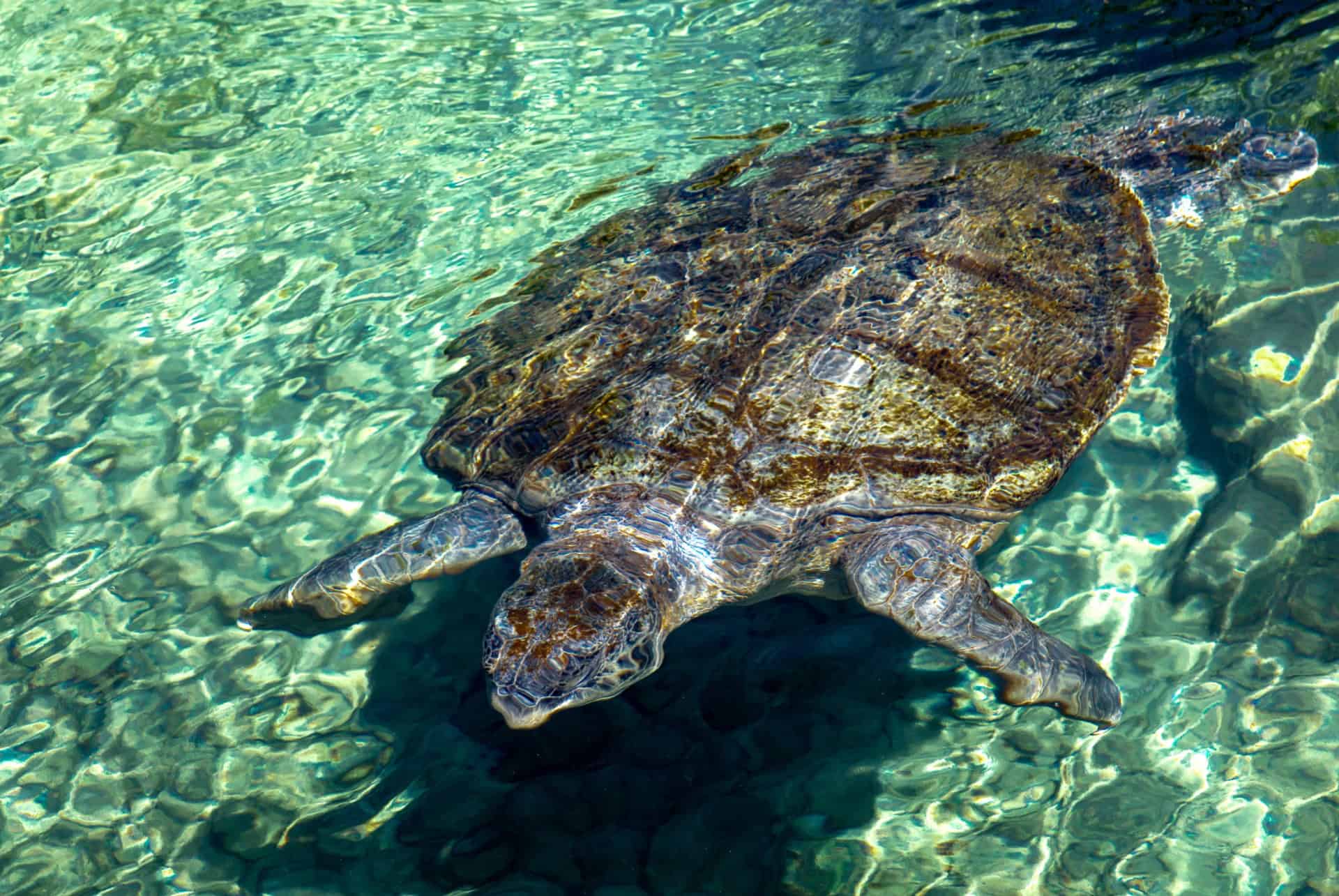 tortue xcaret
