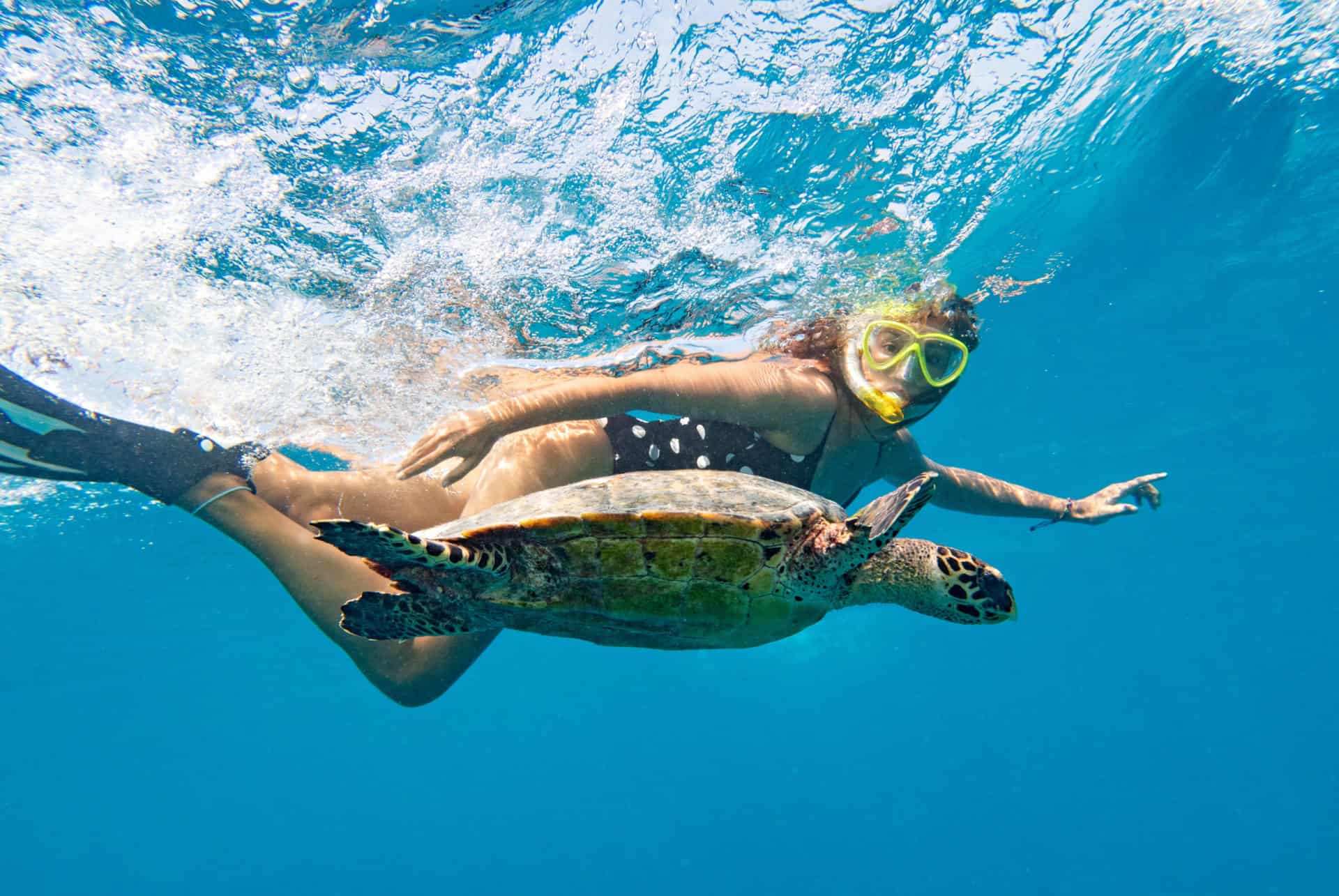 tortues