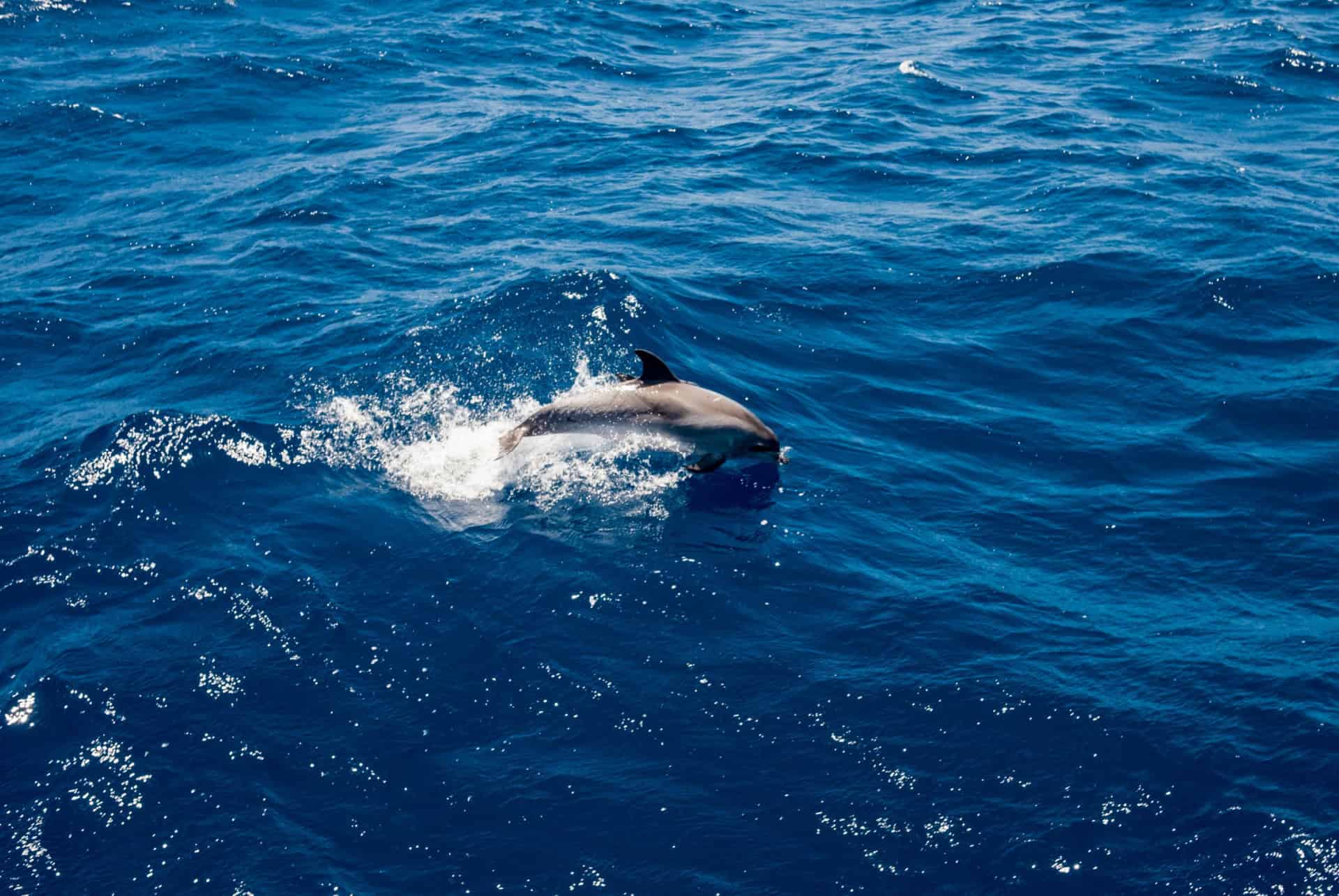 dauphins lanzarote