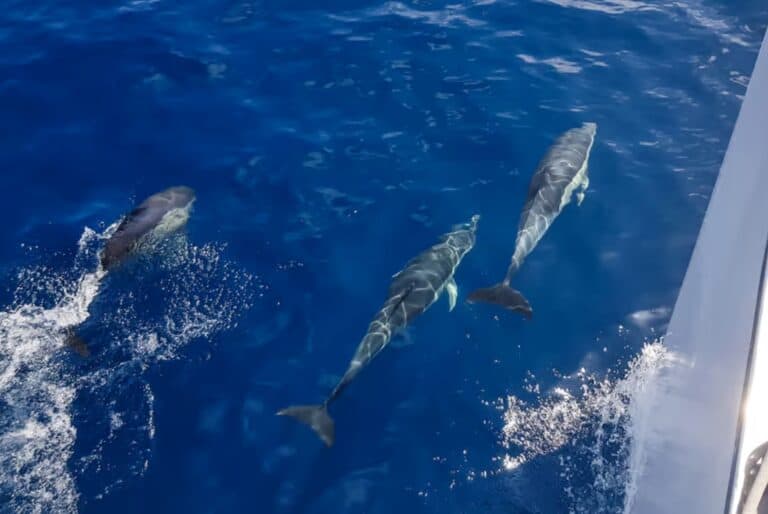 Excursion d'observation des dauphins