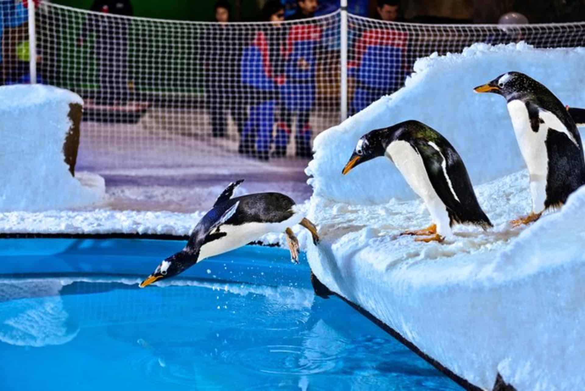 pingouins dubai