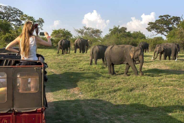 Safari dans le parc de Minneriya