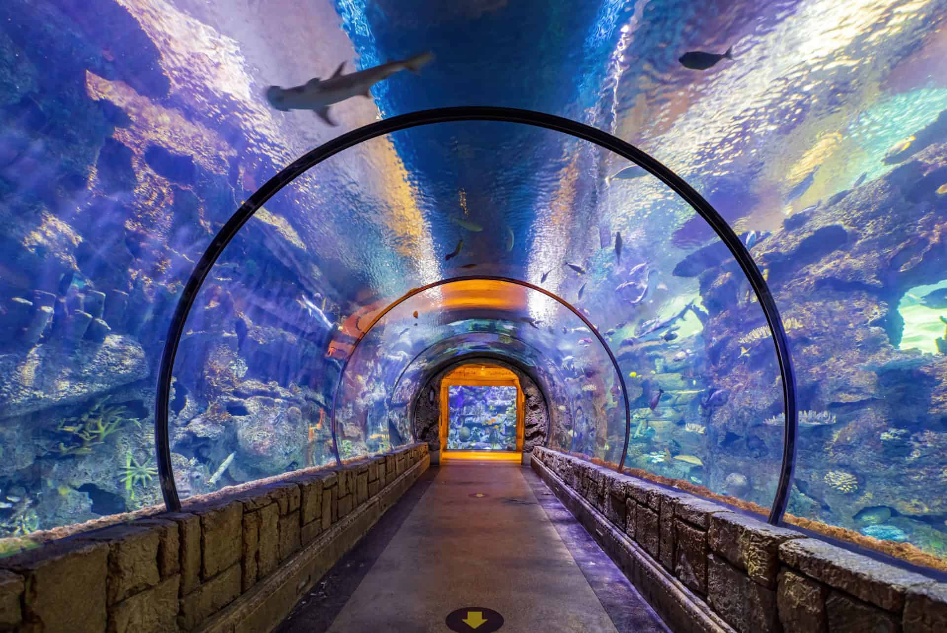 shark reef aquarium