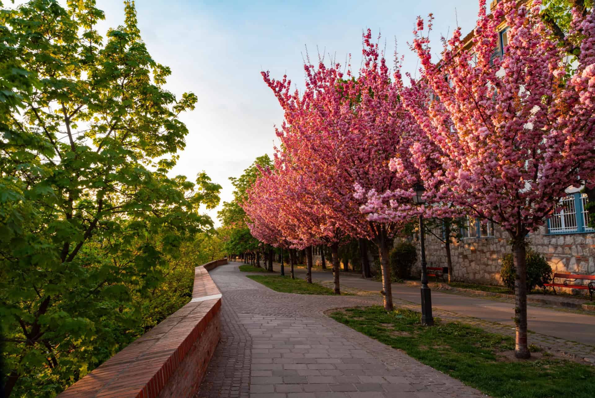 cerisier budapest