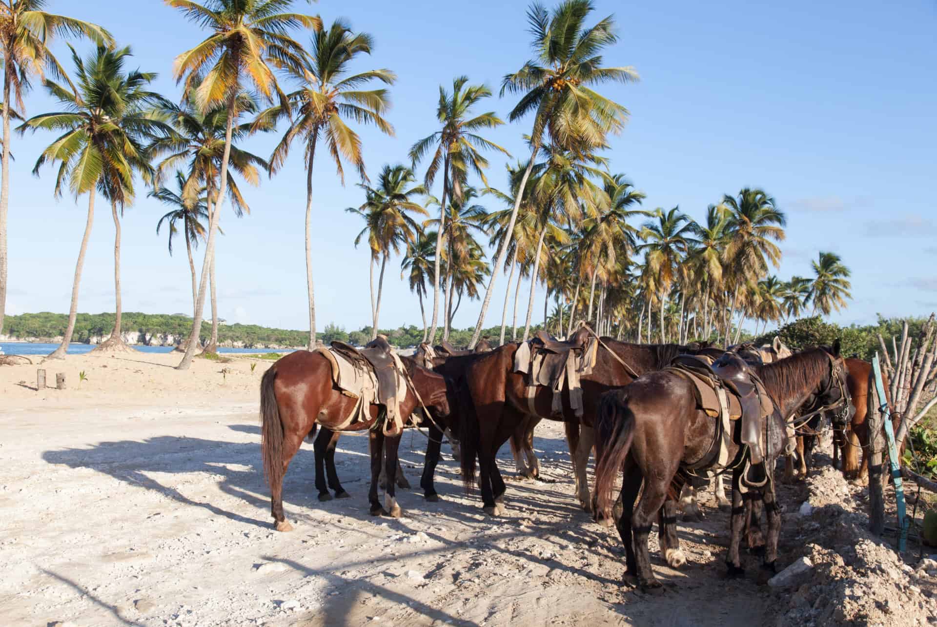 chevaux à la plage arena gorda