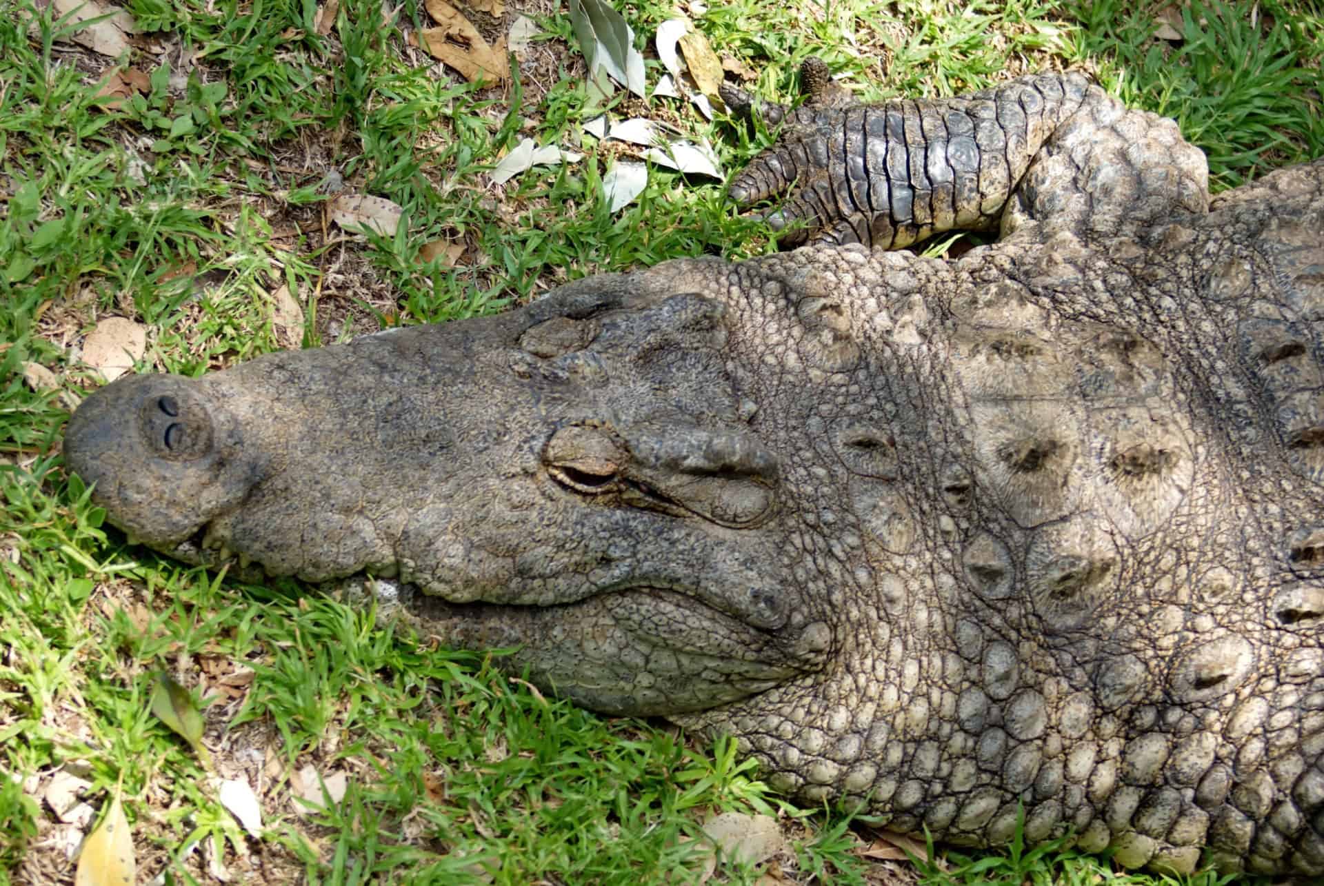 crocodile du nil afrique du sud