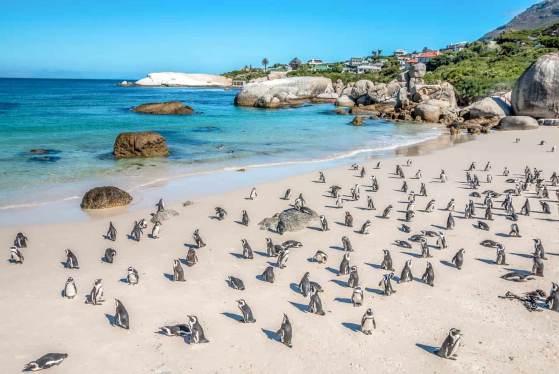 excursion observation de manchots garden route