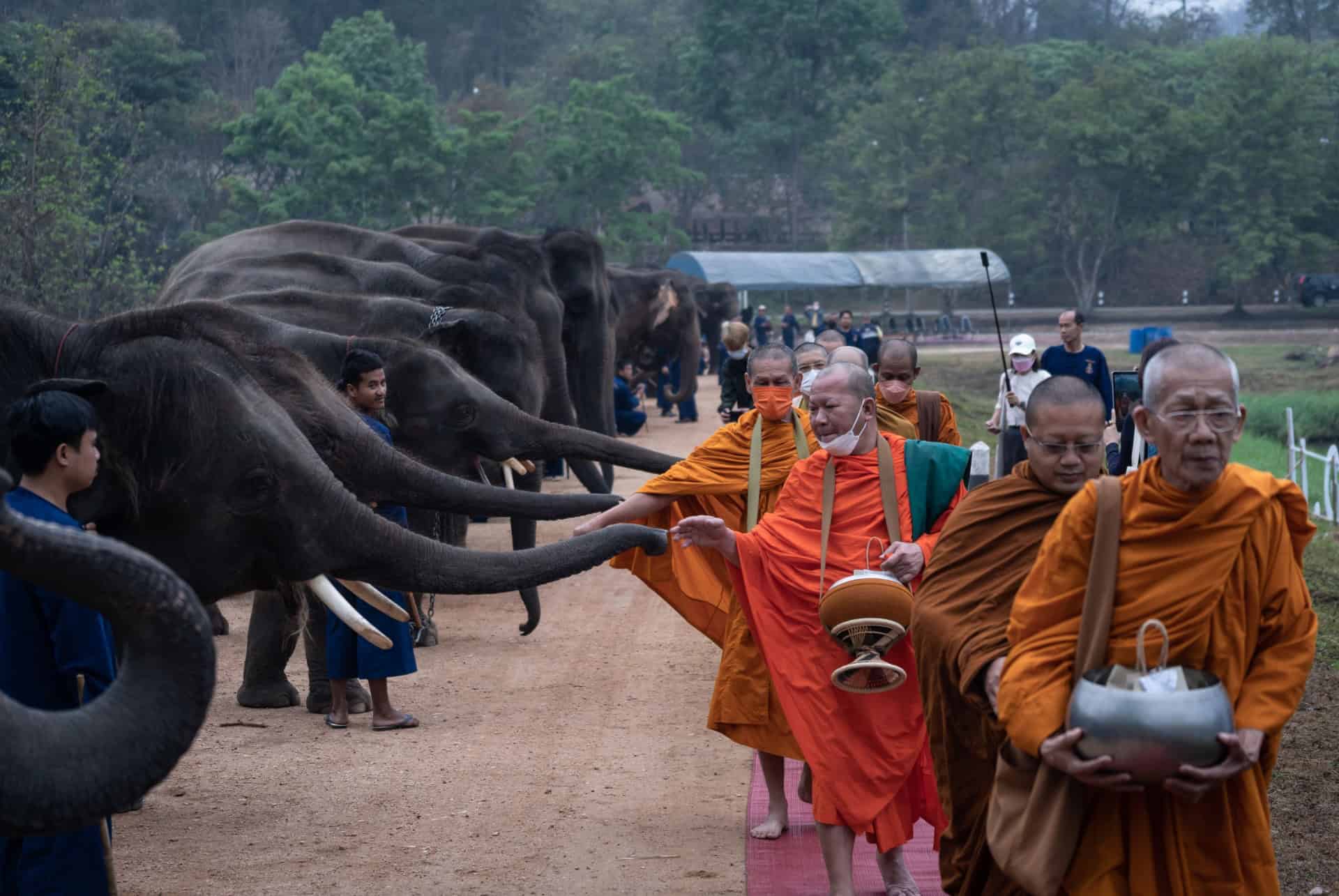 fete des elephants a lampang