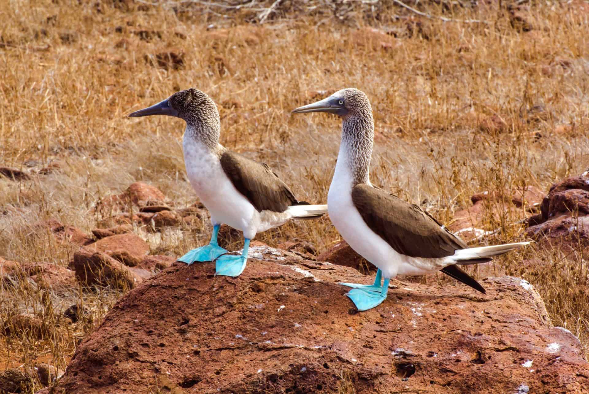 fous pattes bleues iles galapagos