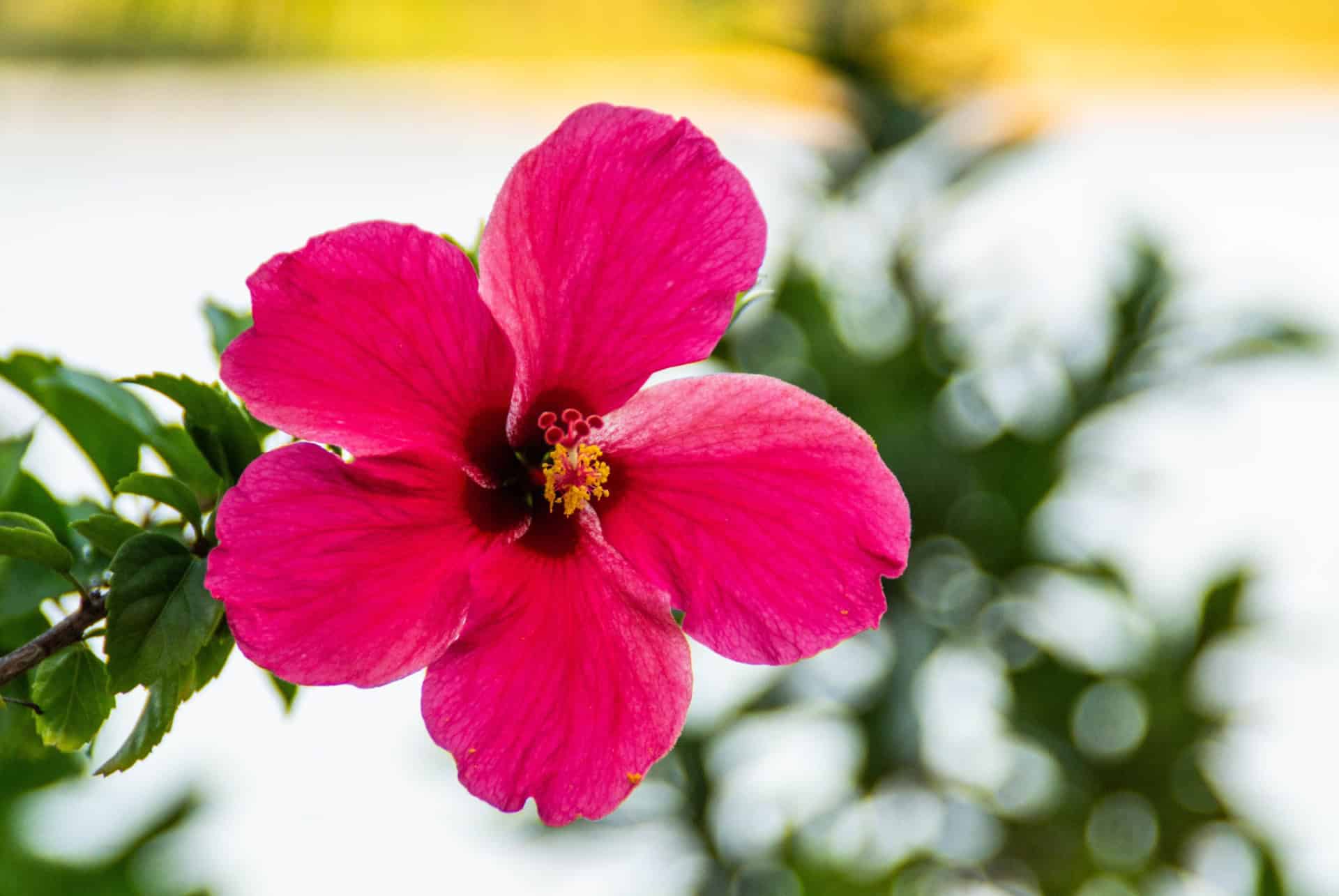 hibiscus