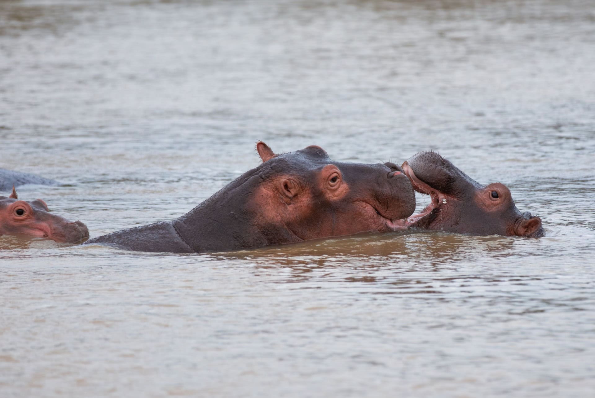 hippopotame sainte lucie afrique du sud