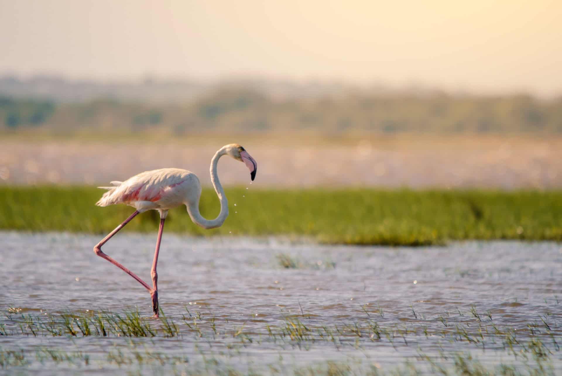 isimangaliso wetland park afrique du sud