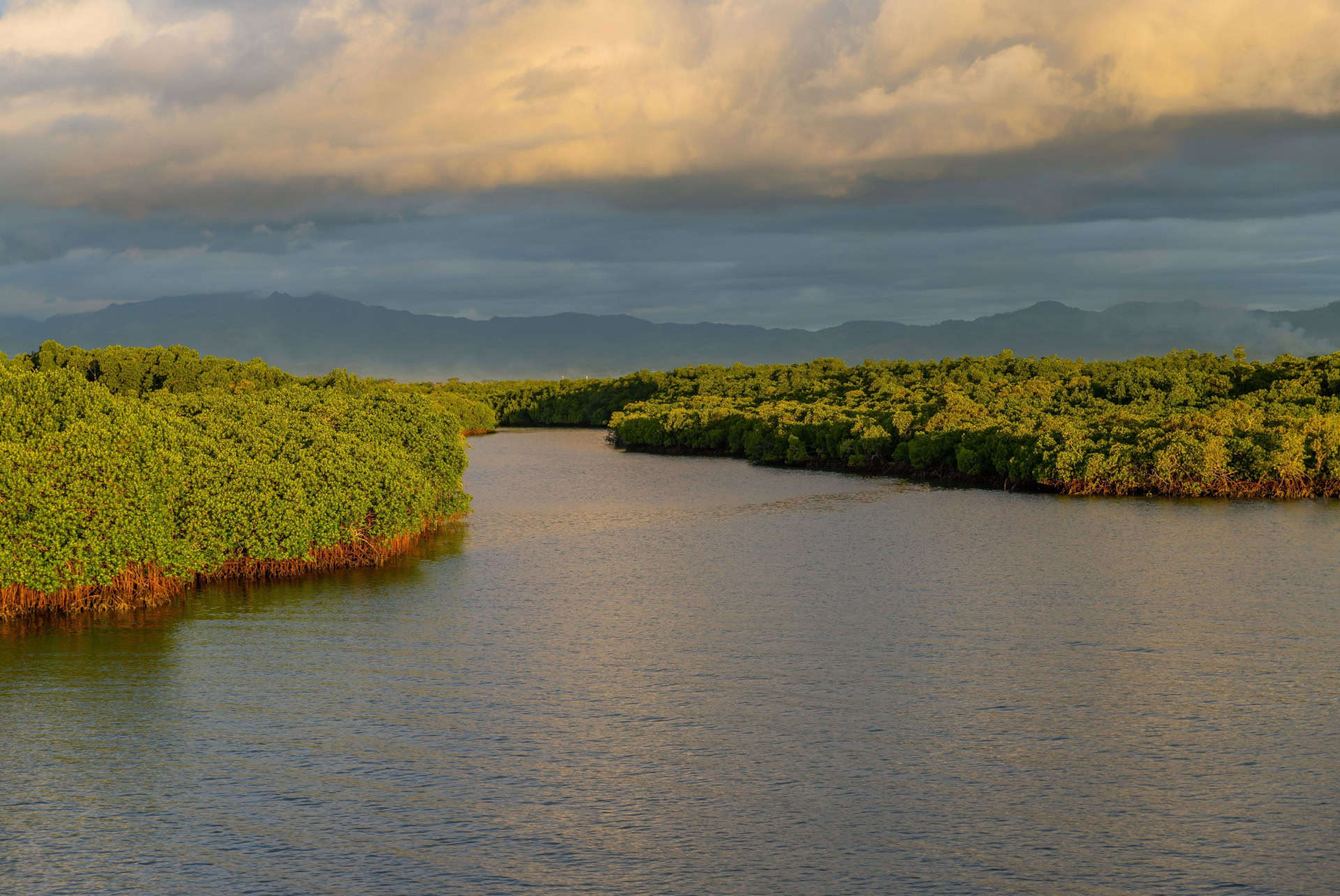mangroves nadi