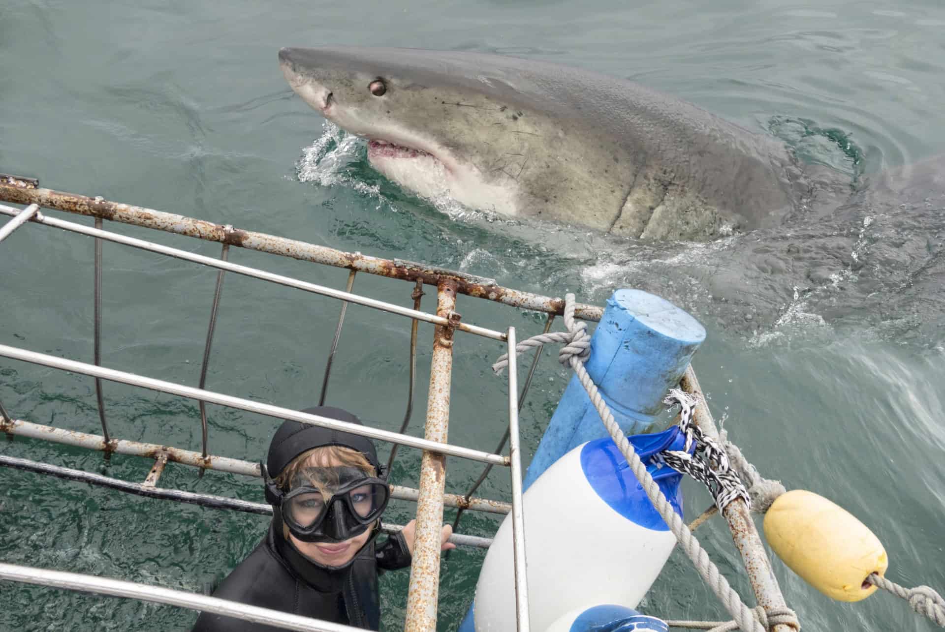 nager avec des requins à la garden route