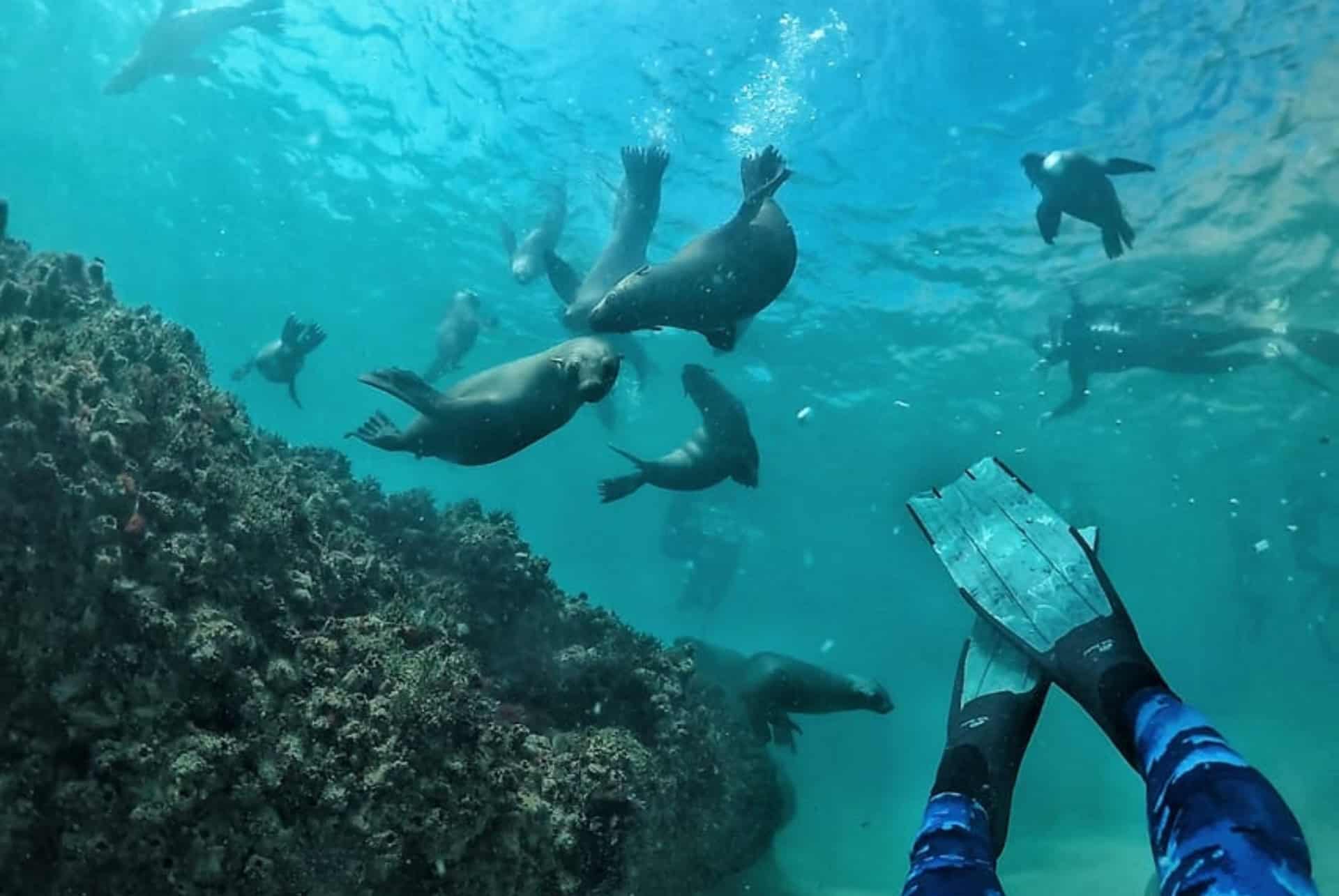 nager avec les phoquer garden route en afrique du sud