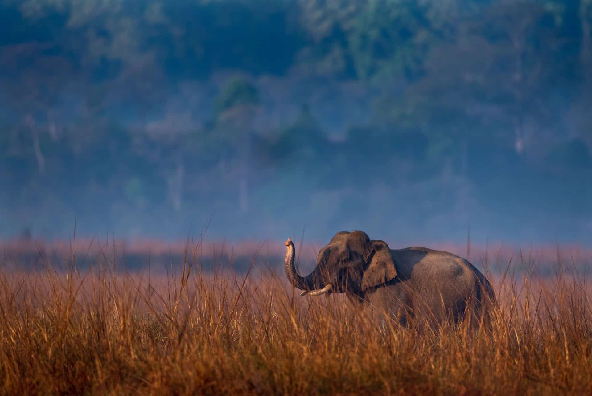parc national jim corbett