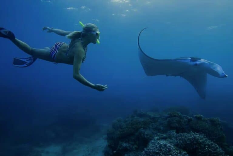 Plongée avec les raies Mantas