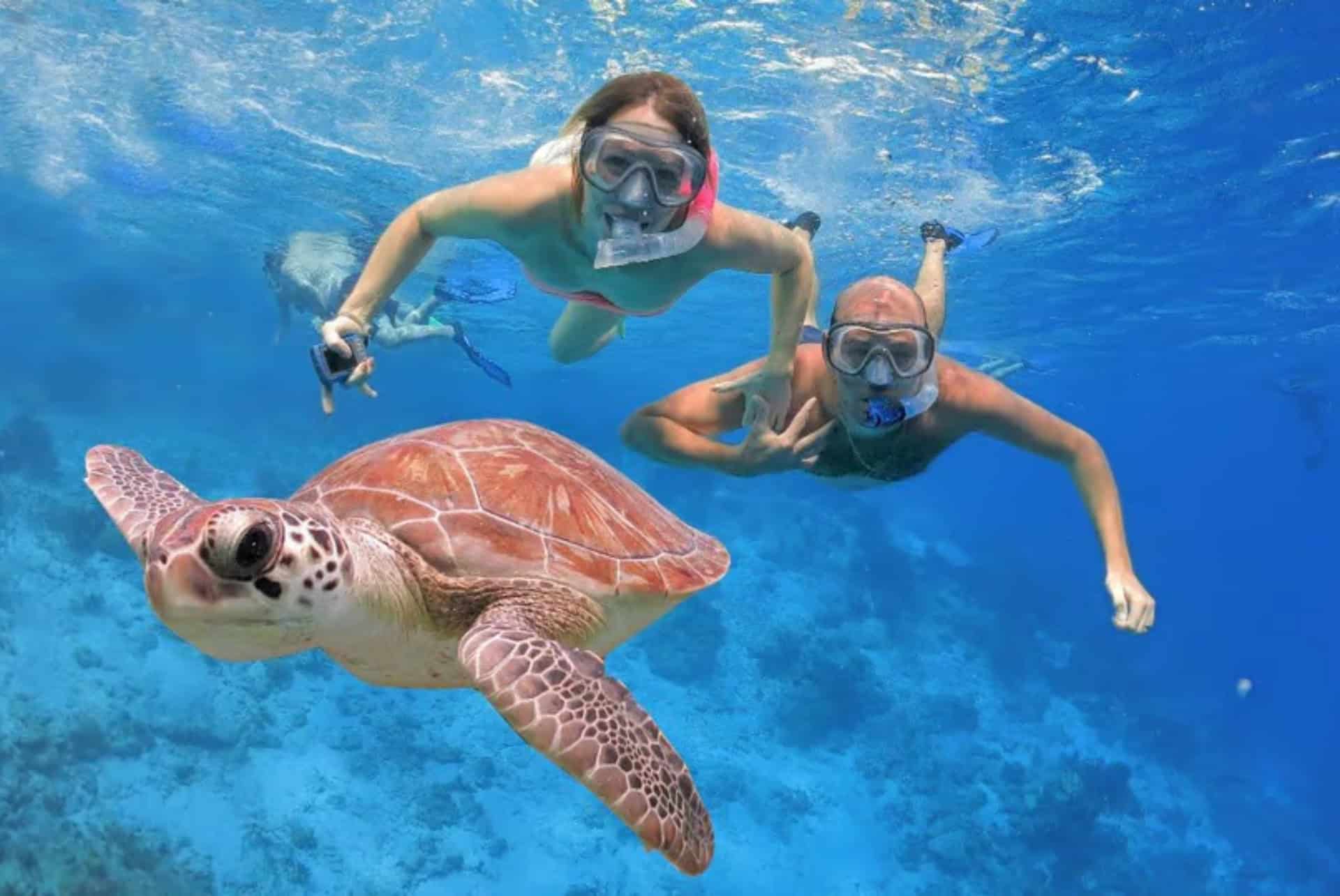 plongee avec les tortues a menjangan