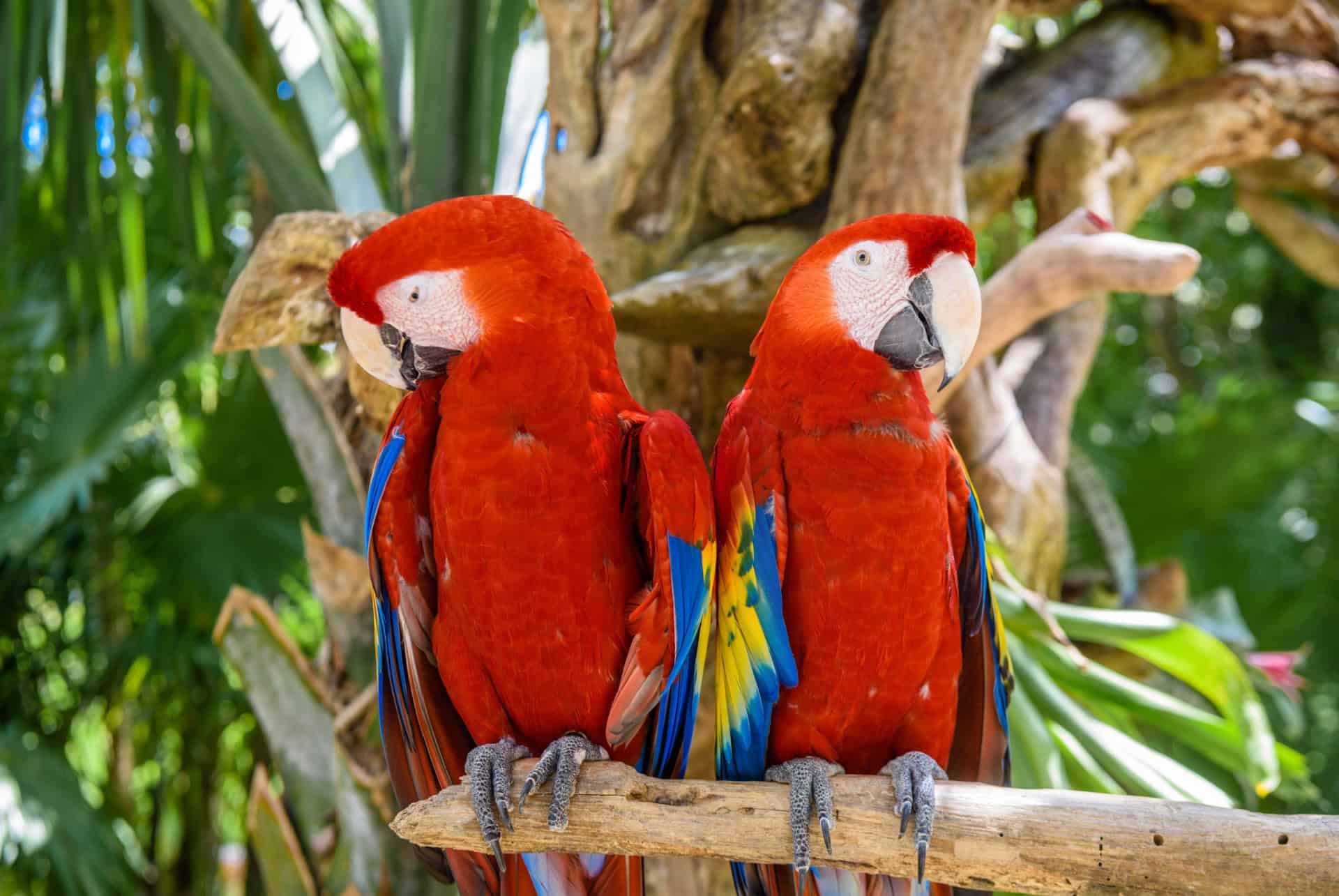 que faire a playa del carmen perroquets