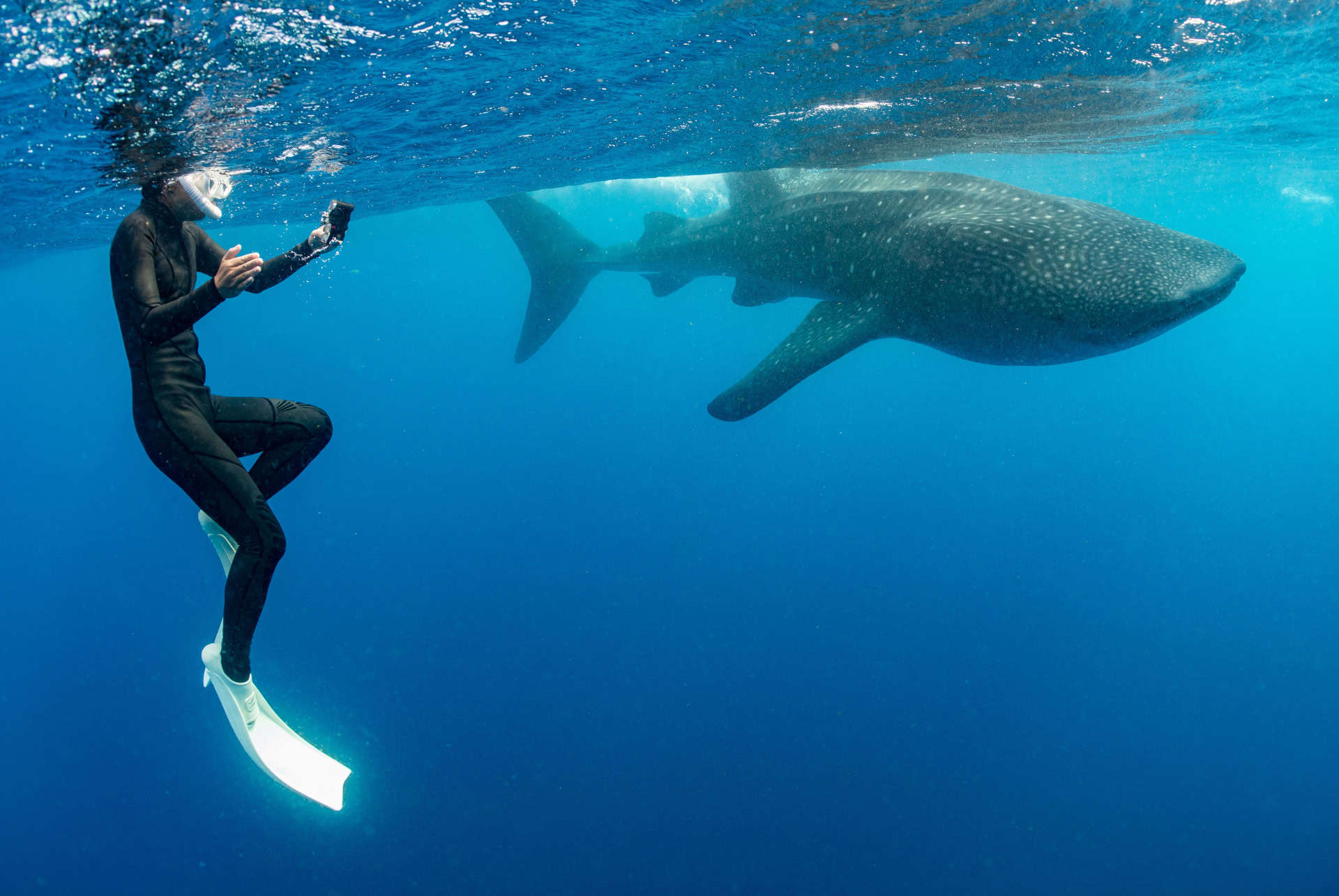 que faire a playa del carmen voir les requins