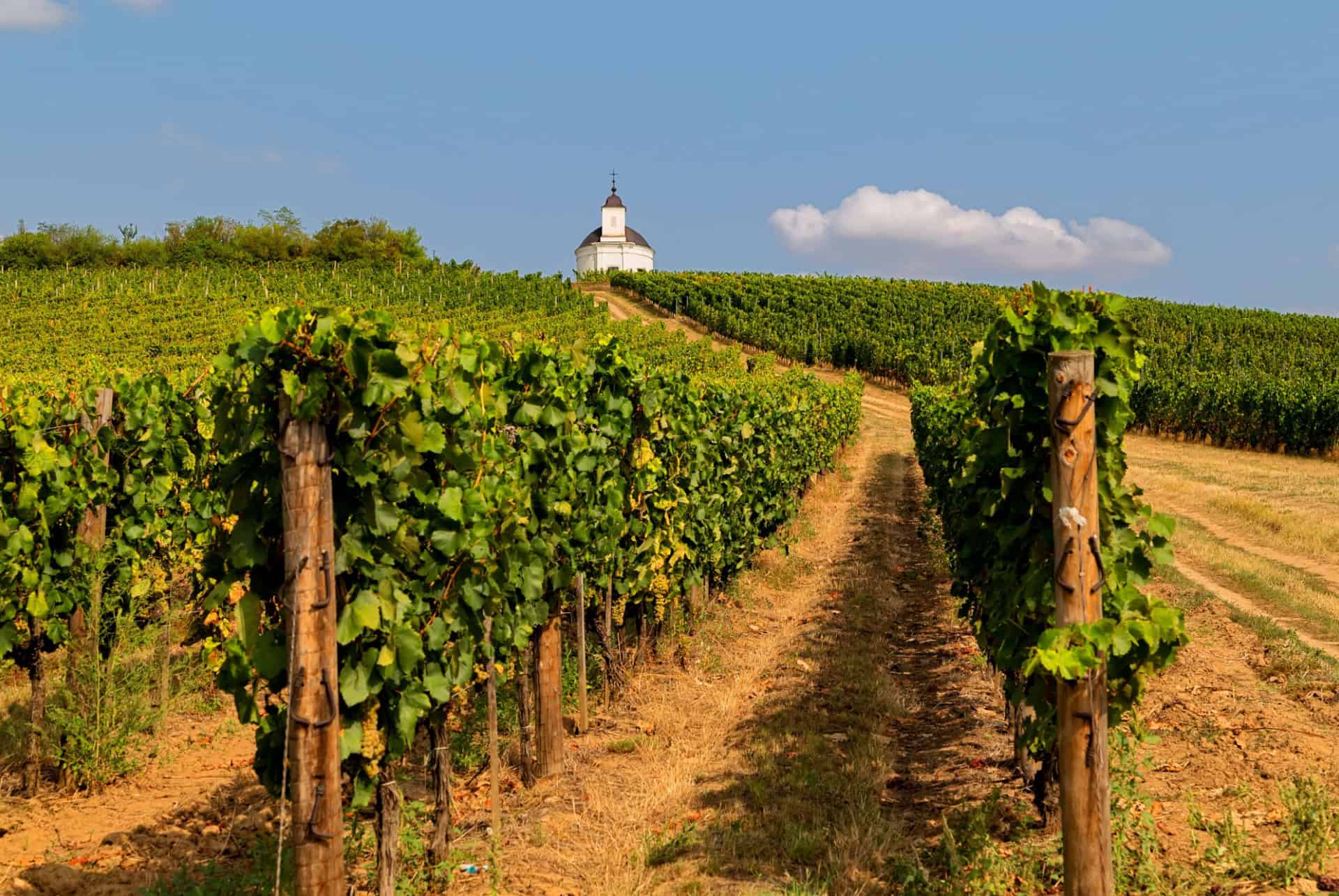 region viticole tokaj