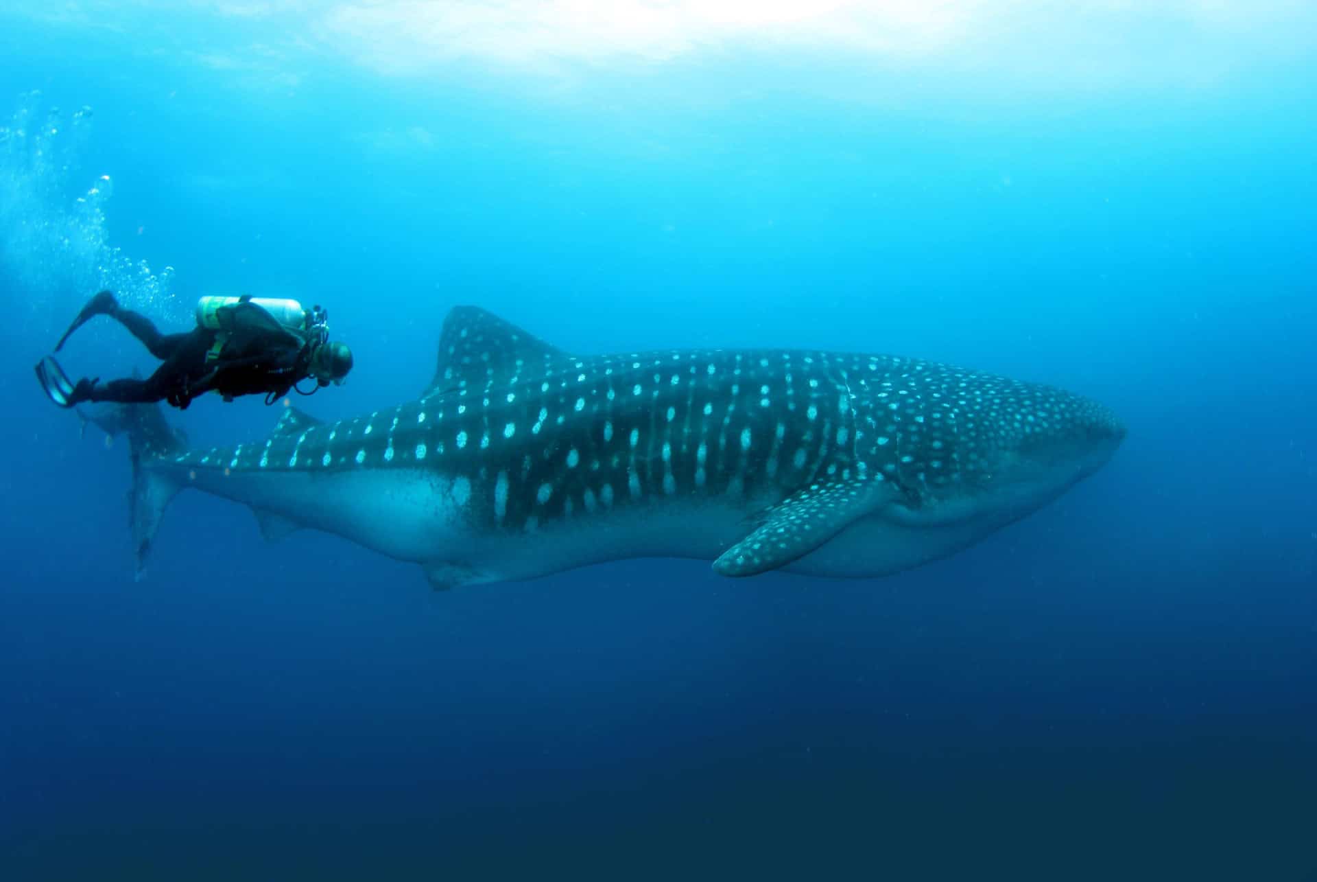 requin baleine wolf darwin
