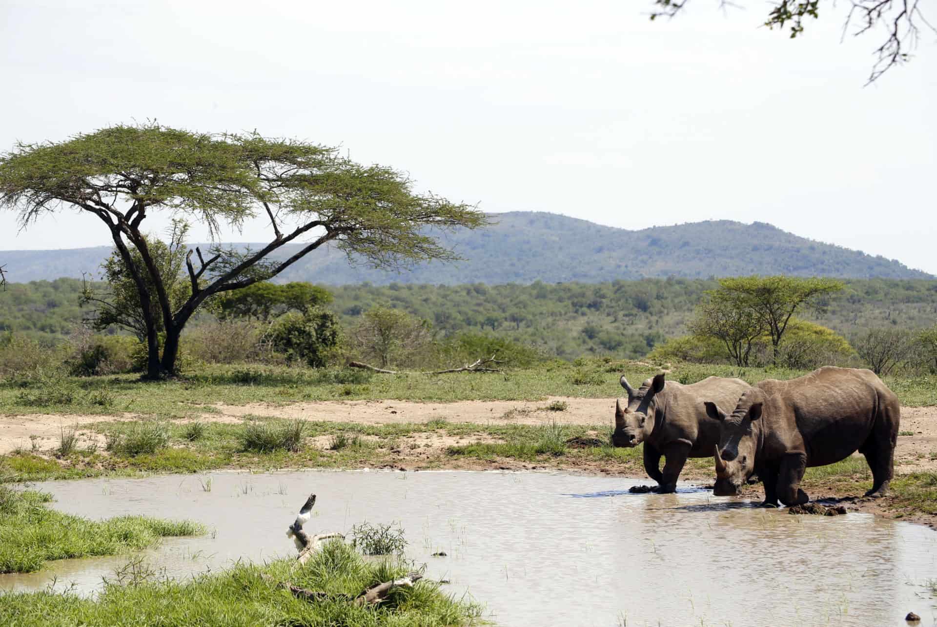 reserve hluhluwe-umfolozi rhinoceros