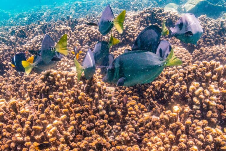 Journée snorkeling à Santa Fe depuis Santa Cruz