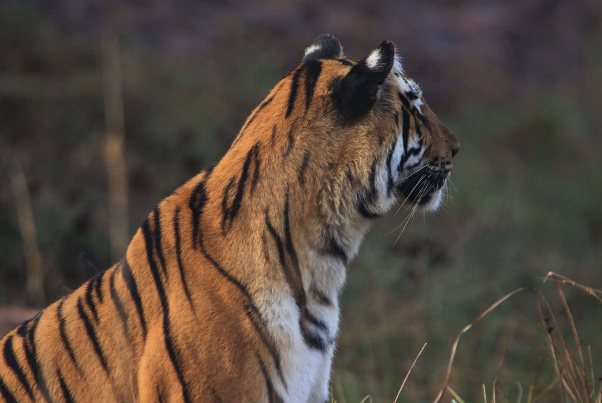 tigre bengale que faire inde