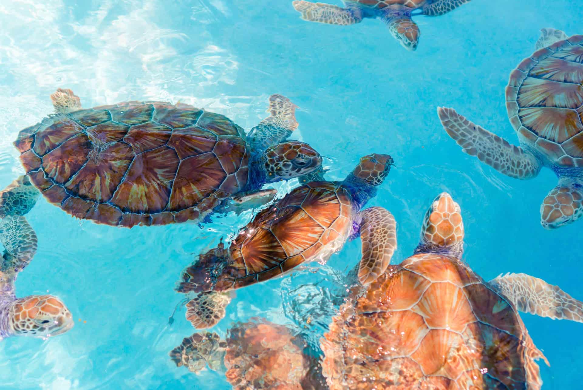 tortues playa del carmen