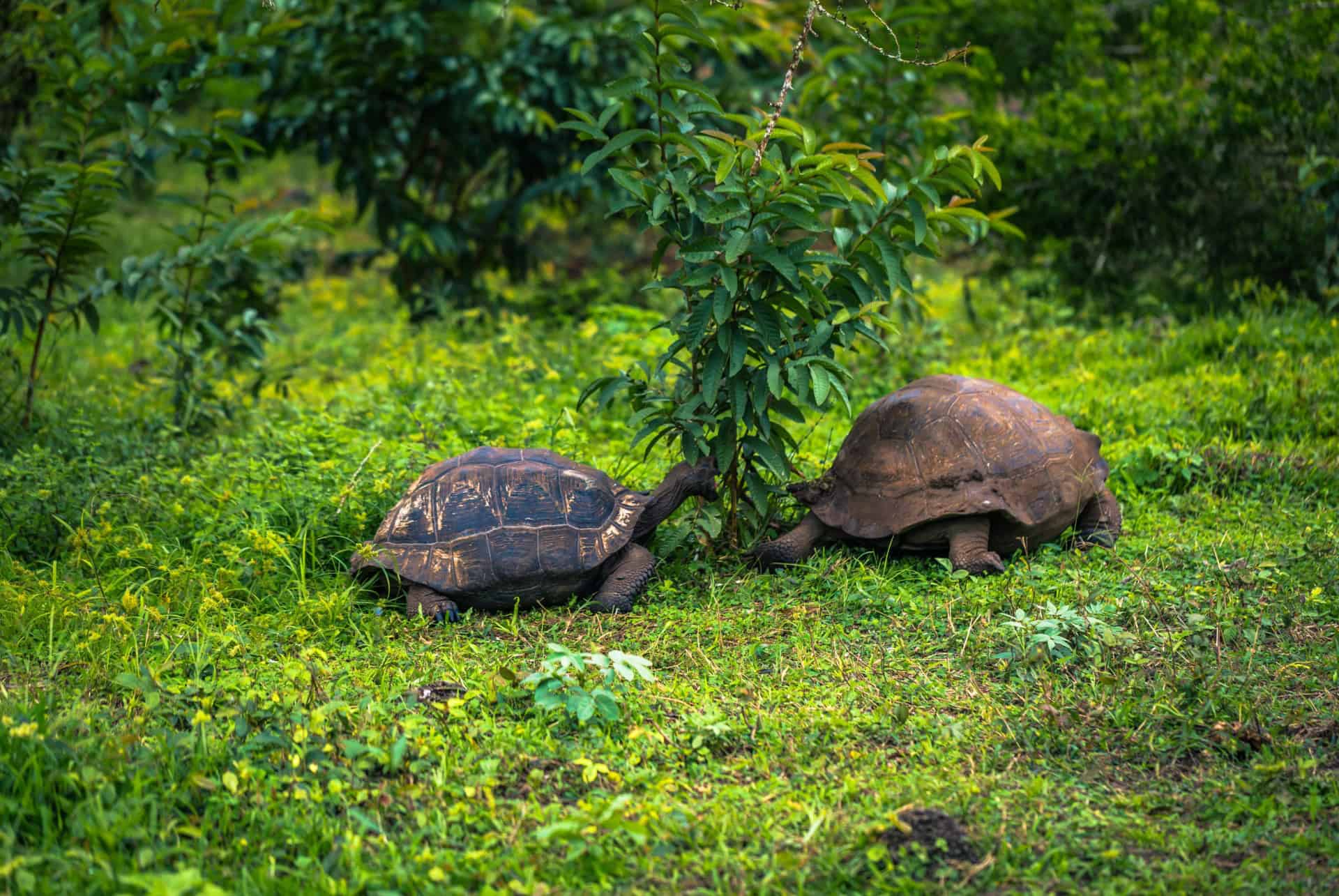 tortues rancho chato santa cruz