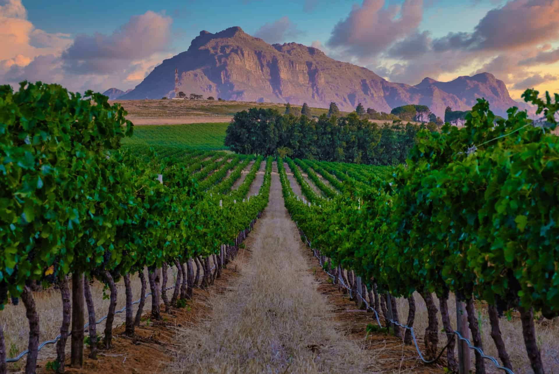 vignerons à Stellenbosch garden route