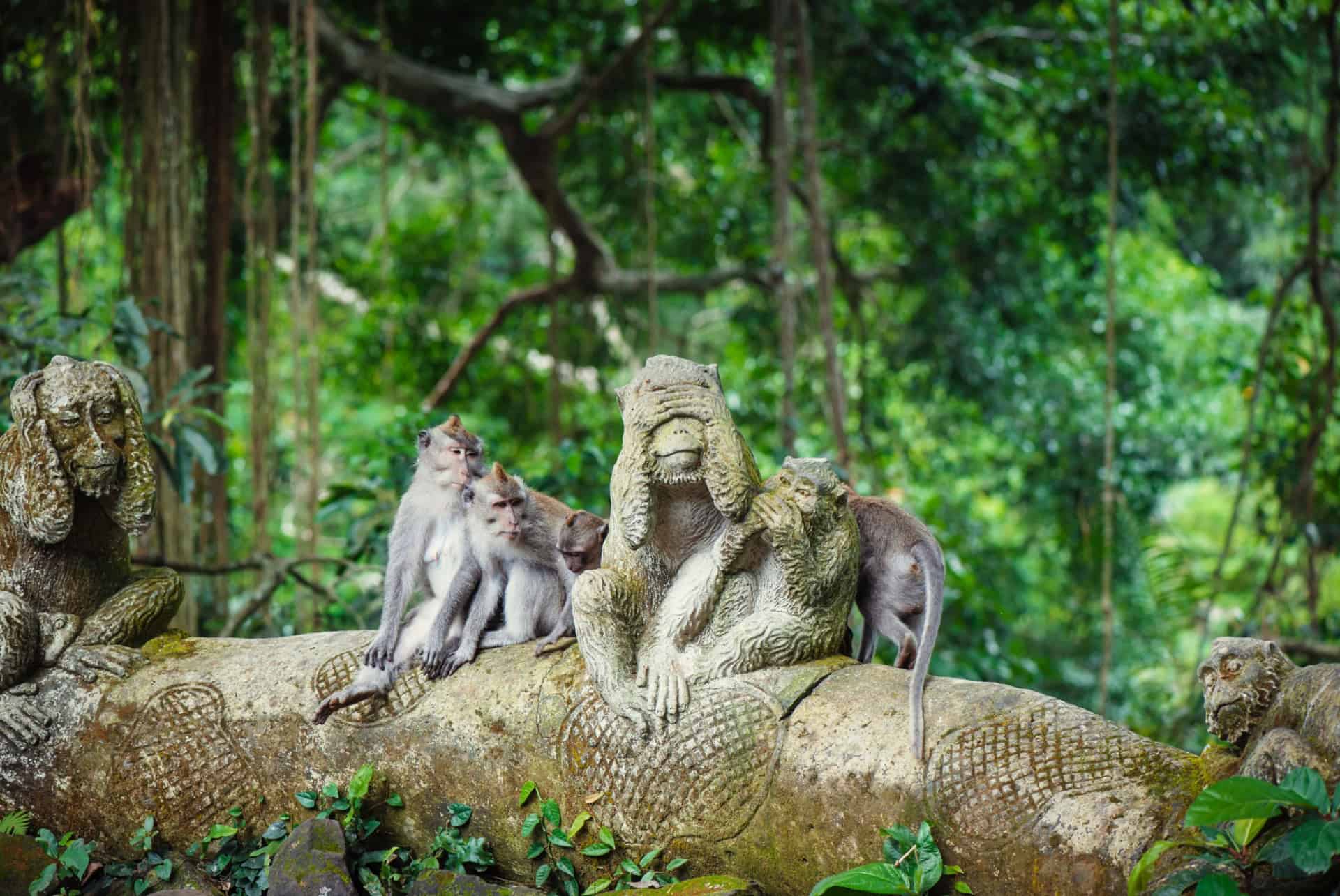 visiter la monkey forest a bali en mars
