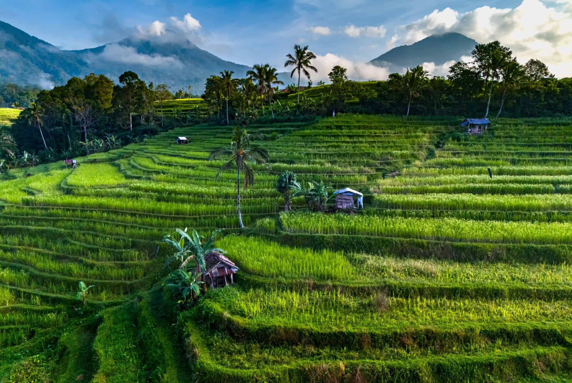 visiter les rizieres de jatiluwih a bali en mars